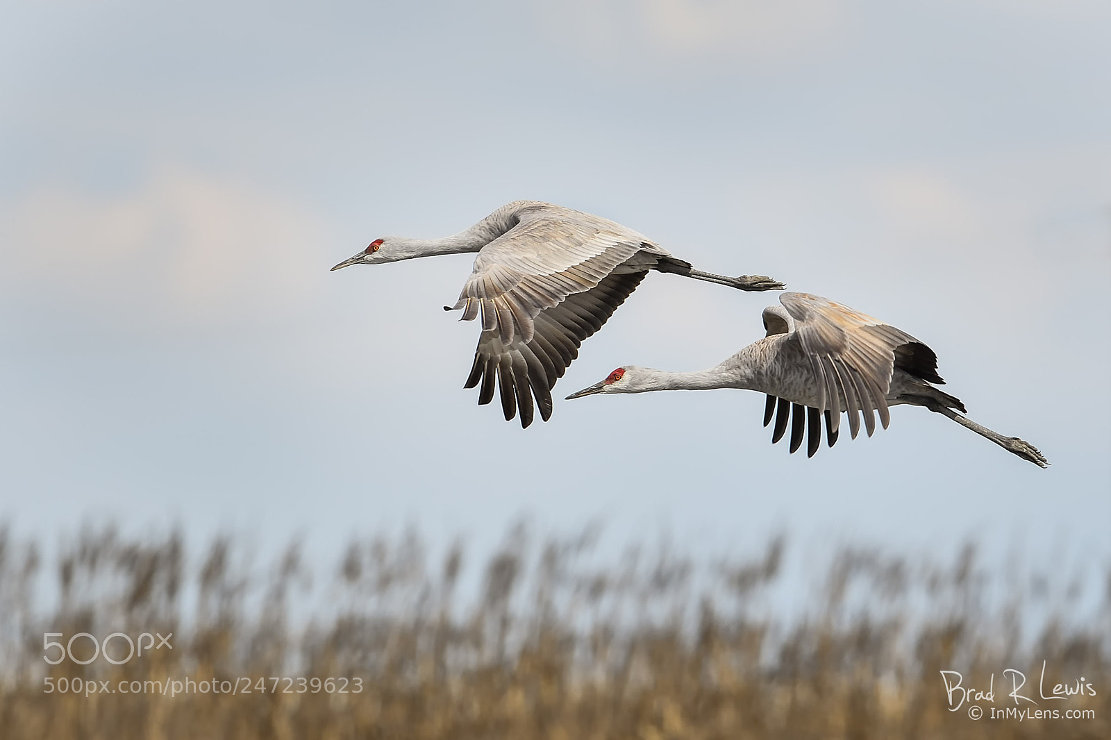 Nikon D5 sample photo. Sandhill cranes - cruising photography