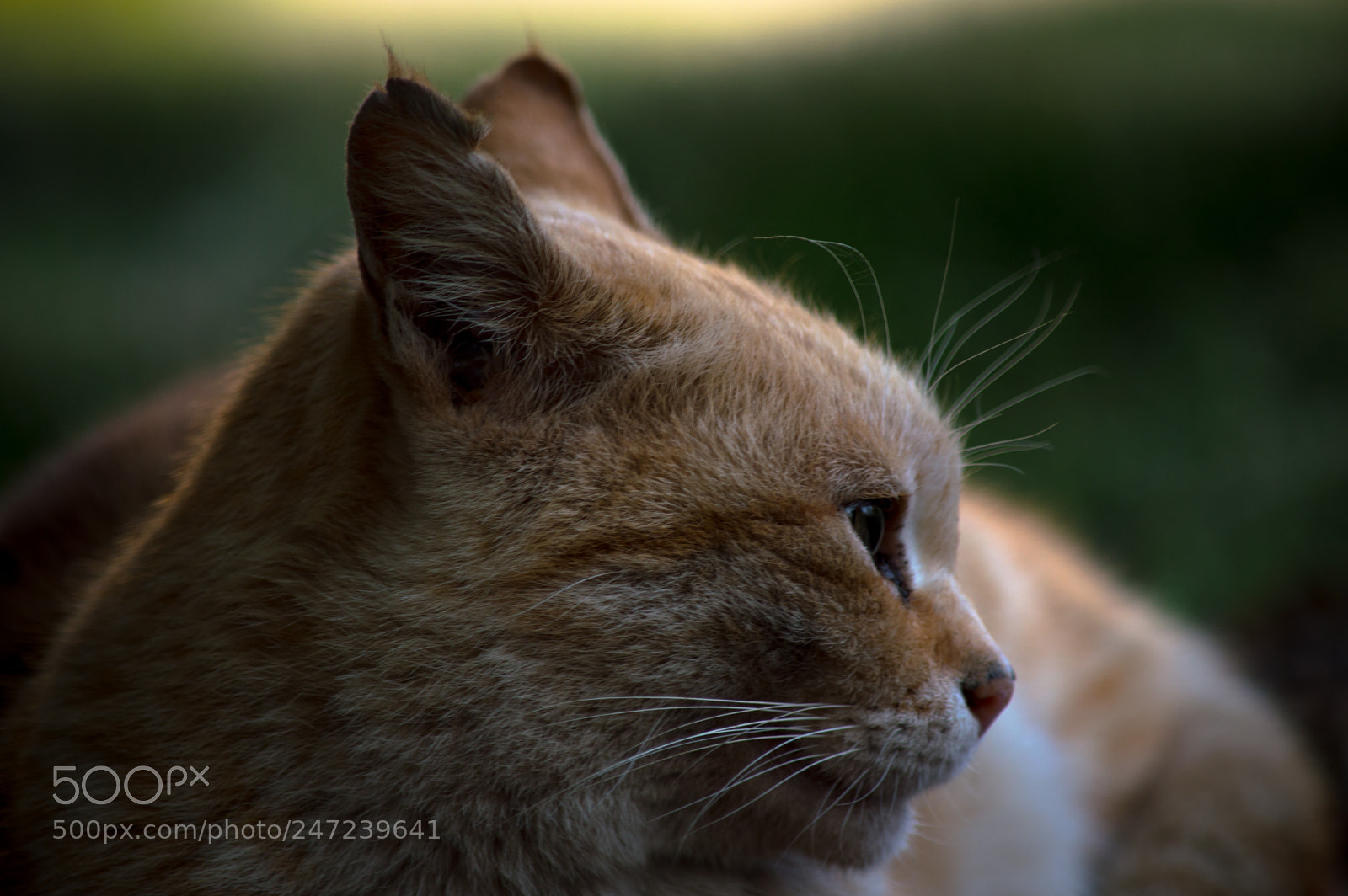 Nikon D3200 sample photo. Cat photography