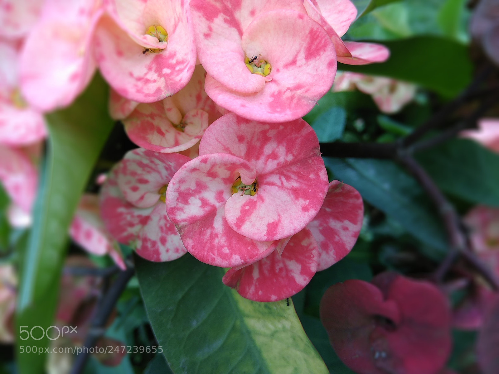 Xiaomi Redmi Note 4 sample photo. Euphorbia milii flower photography
