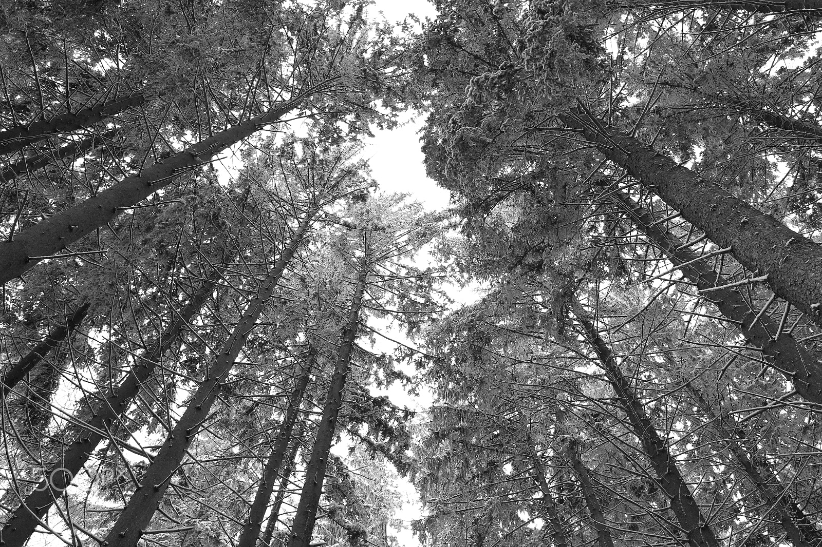 Canon EOS M + Canon EF-M 22mm F2 STM sample photo. Tree crown in the winter photography