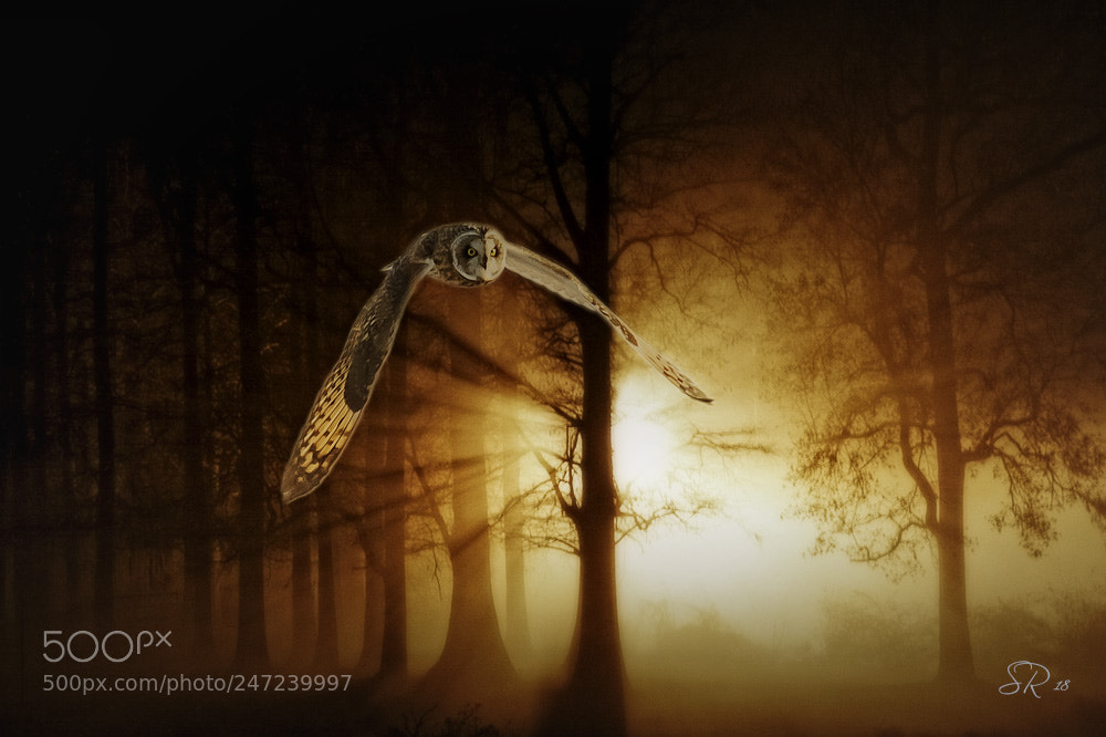 Nikon D7100 sample photo. Short ear owl photography