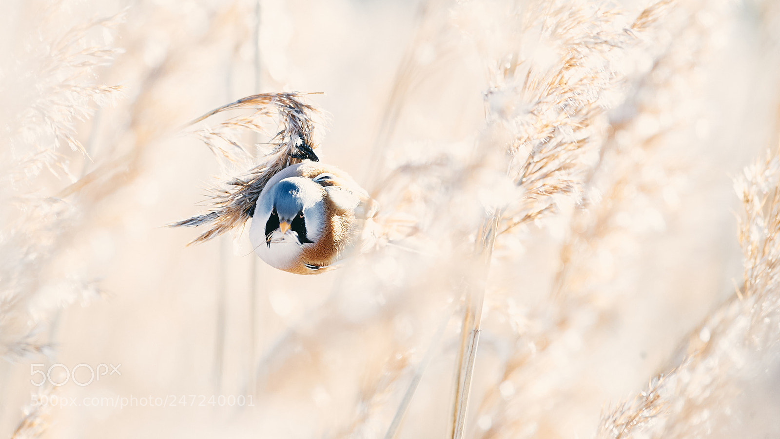 Nikon D3 sample photo. Poised to take-off photography