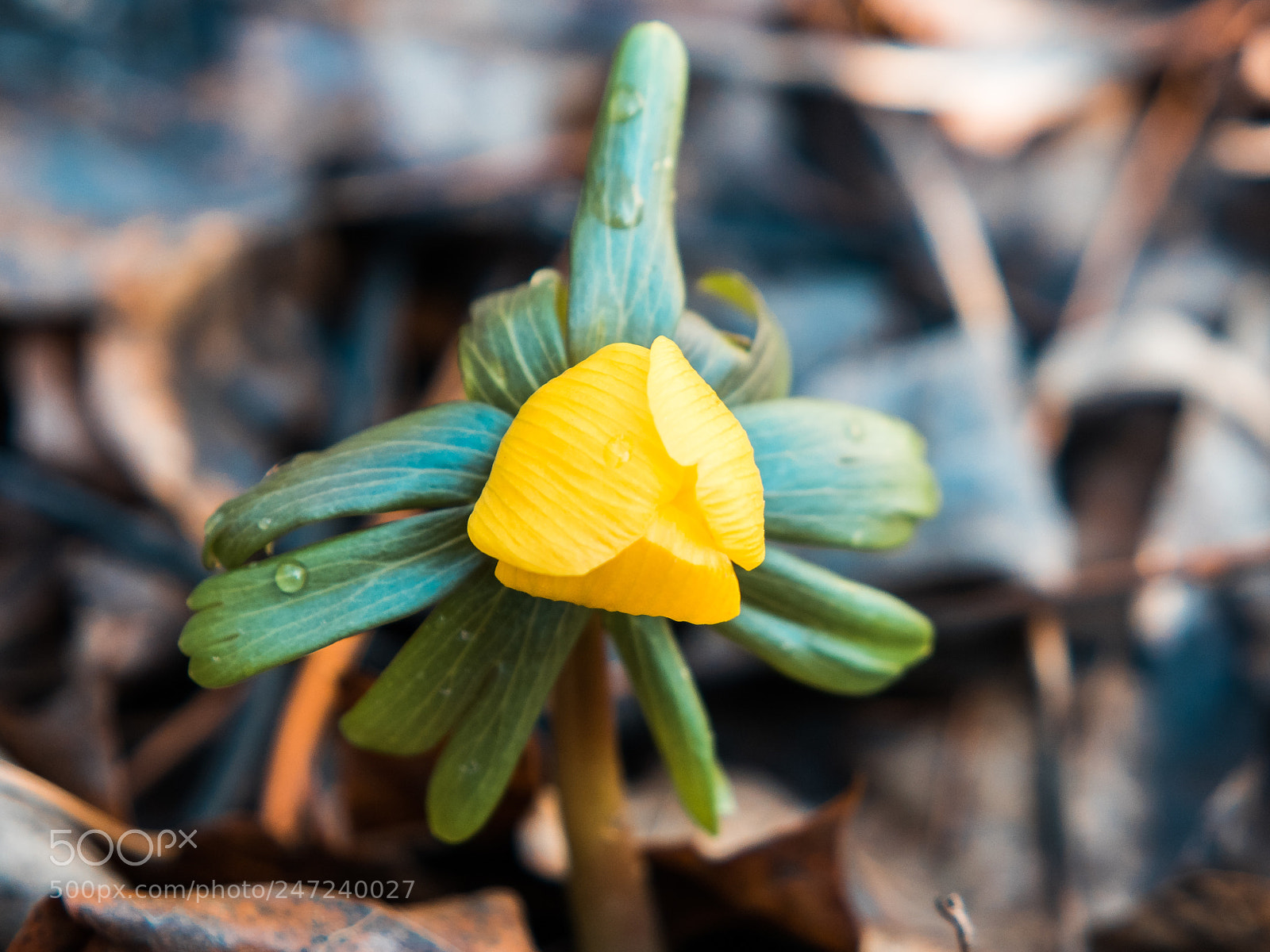 Samsung NX3000 sample photo. Standing alone photography