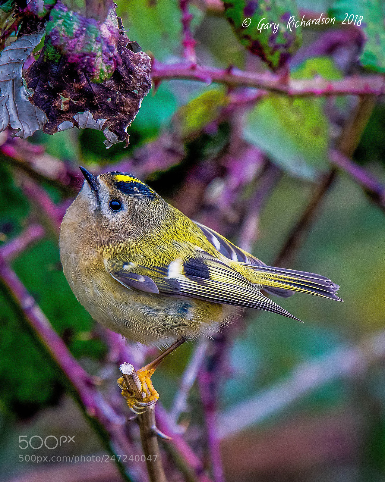 Nikon D500 sample photo. Goldcrest photography