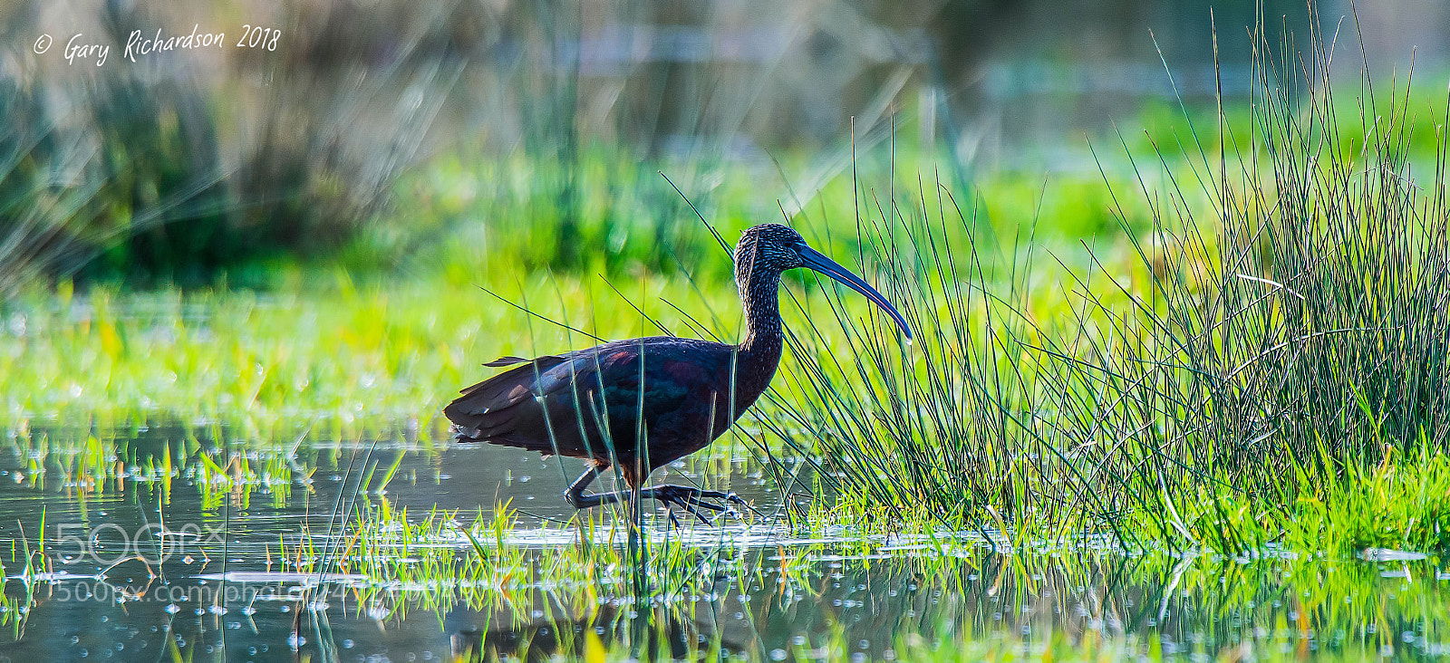 Nikon D500 sample photo. Glossy ibis photography