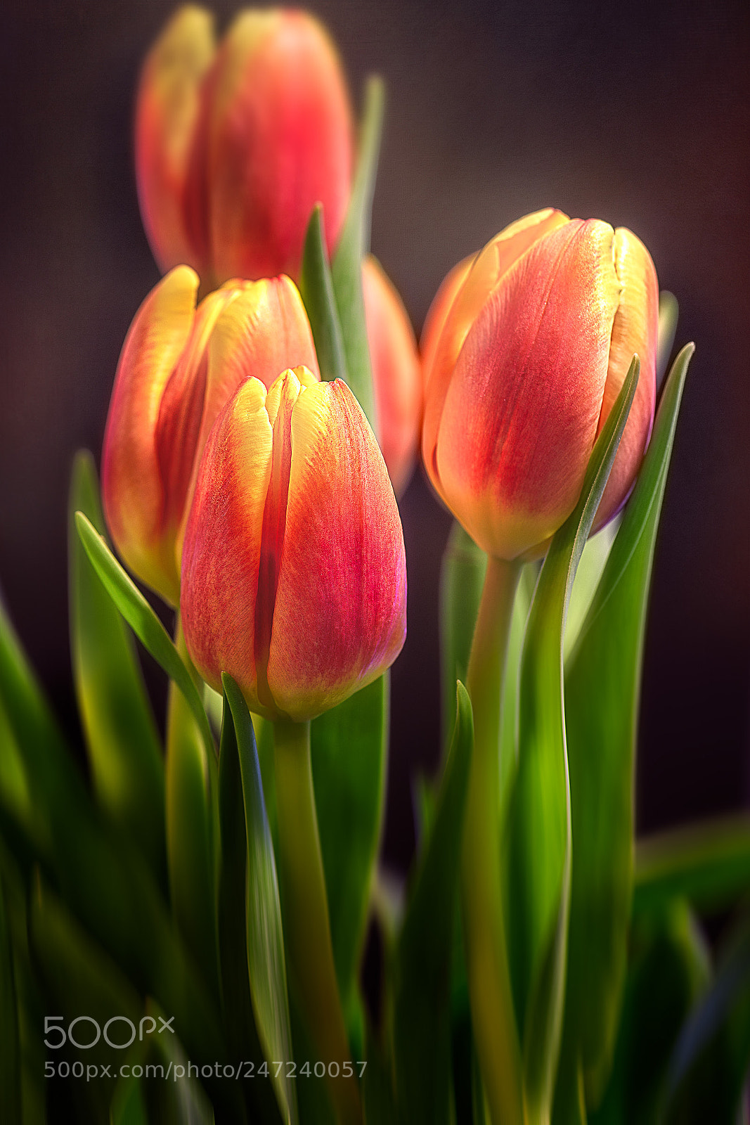 Nikon D810 sample photo. Looking forward to spring... photography