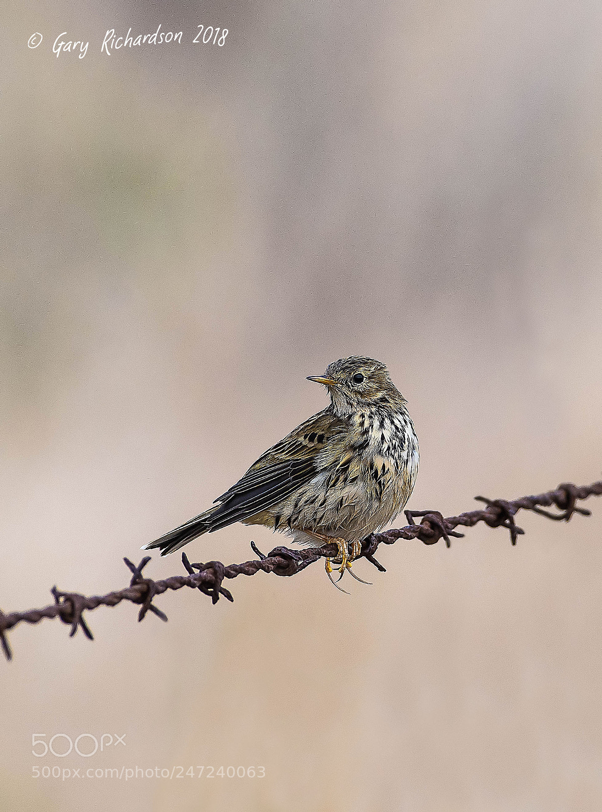 Nikon D500 sample photo. Meadow pipit photography