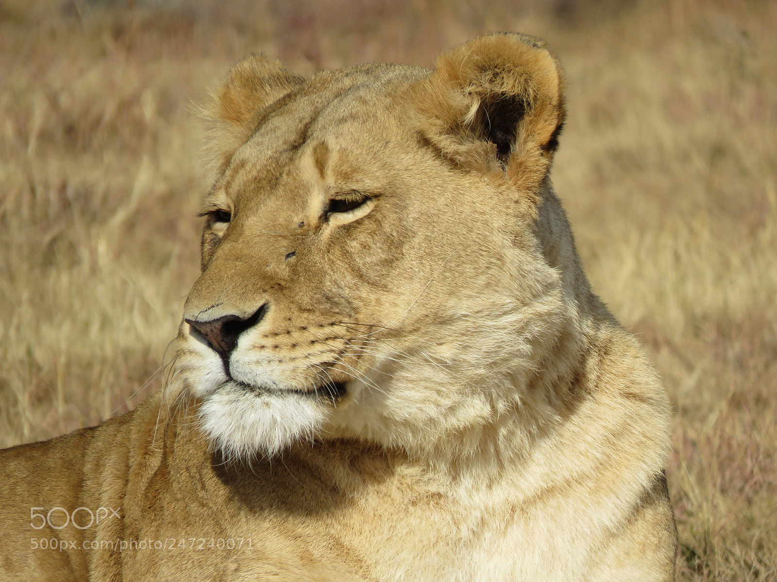 Canon PowerShot SX60 HS sample photo. Lioness photography