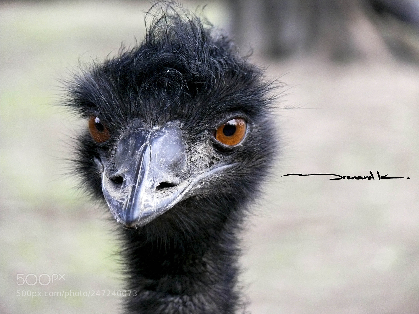 Panasonic DMC-FZ50 sample photo. Emu's can pose photography
