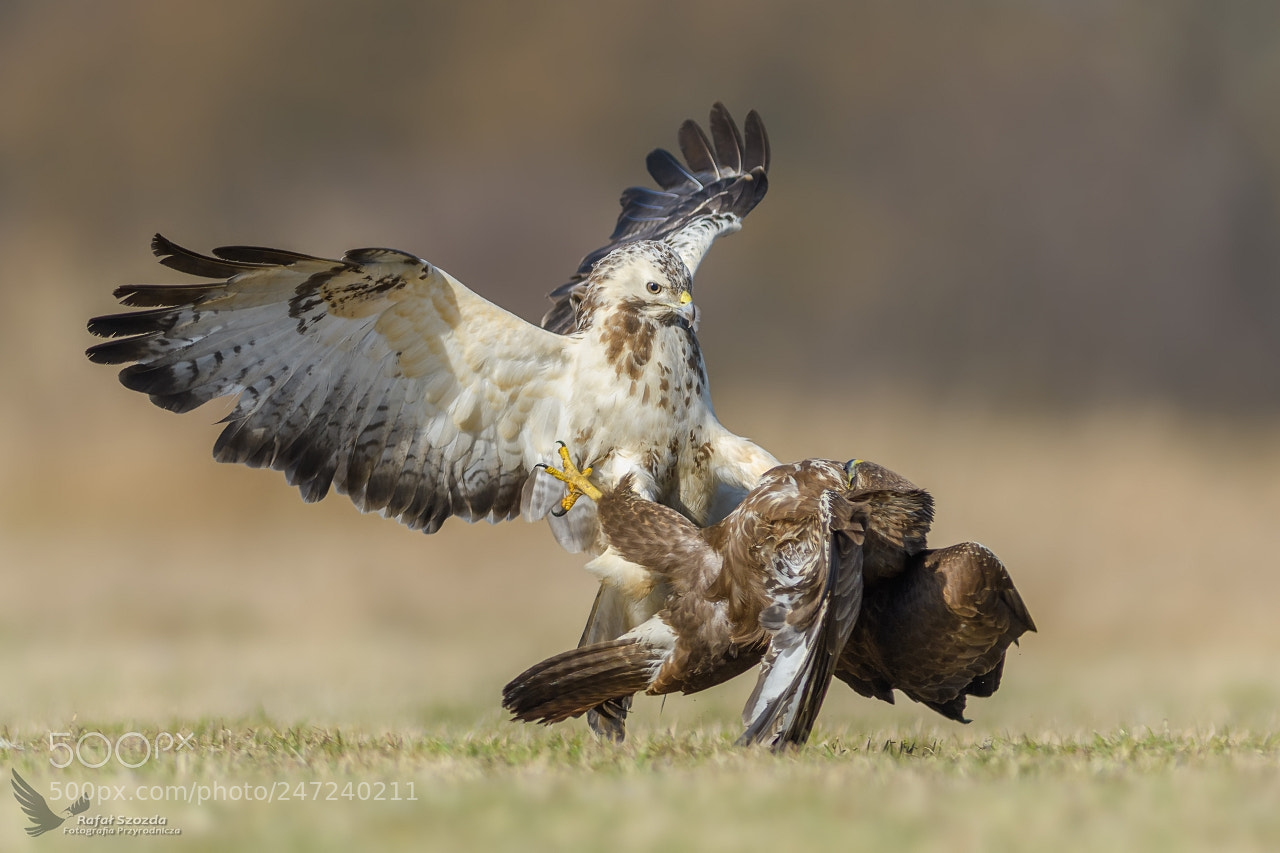 Nikon D500 sample photo. Myszo owy, common buzzard photography