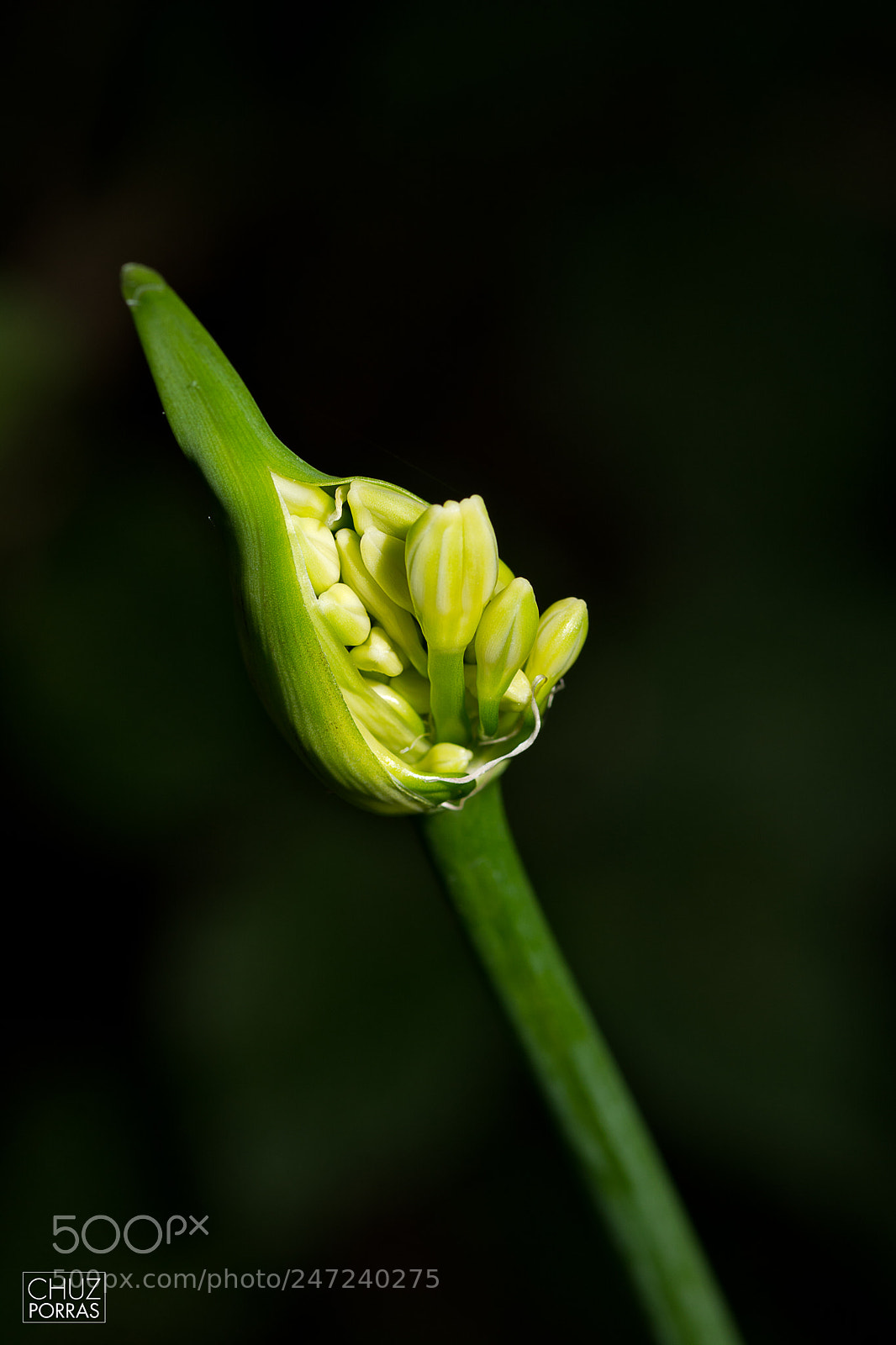 Nikon D7100 sample photo. Opening photography