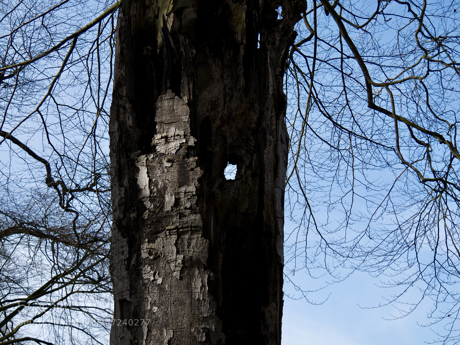 Panasonic Lumix DMC-G85 (Lumix DMC-G80) sample photo. Holey tree photography