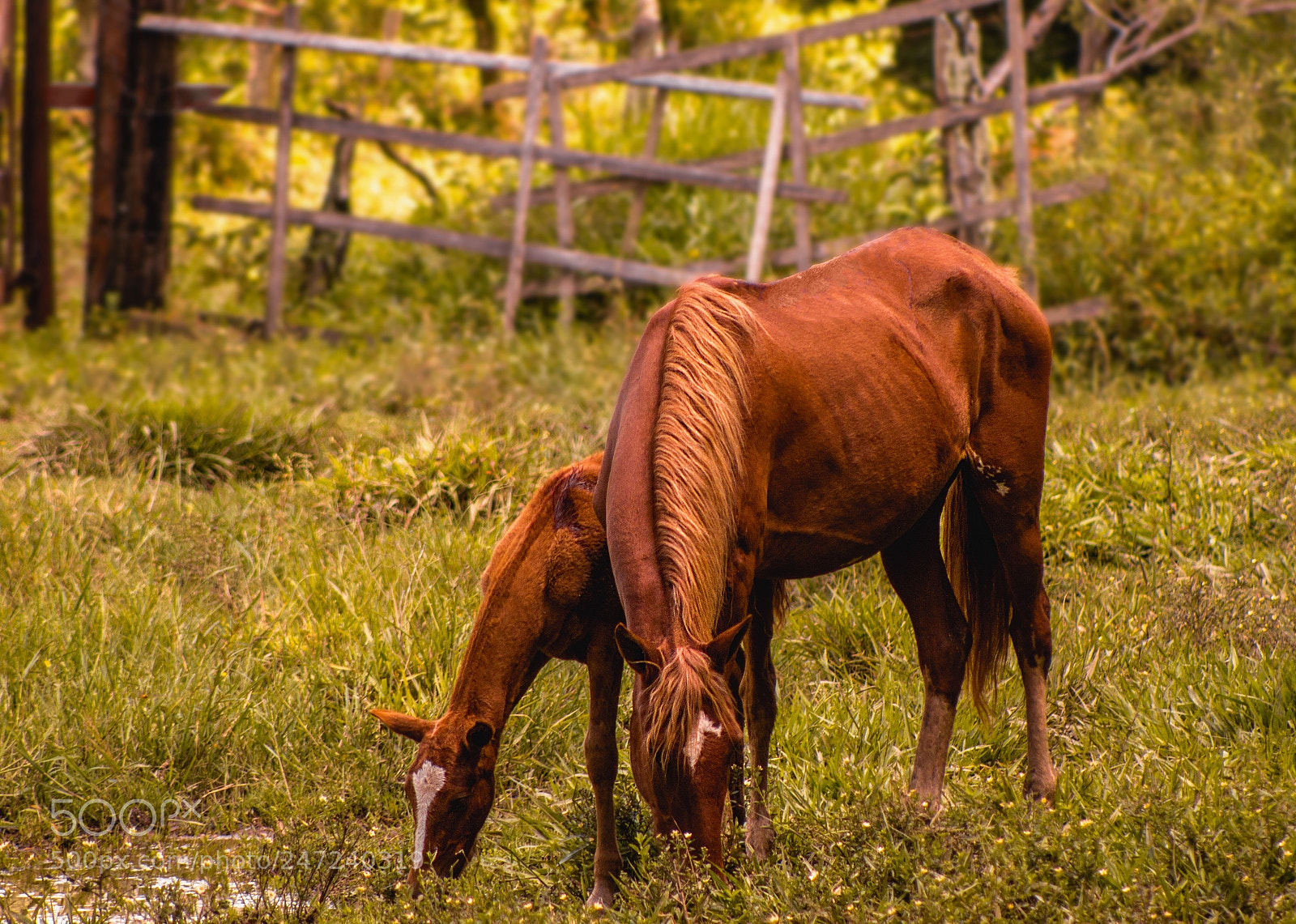 Canon EOS 550D (EOS Rebel T2i / EOS Kiss X4) sample photo. Horses photography