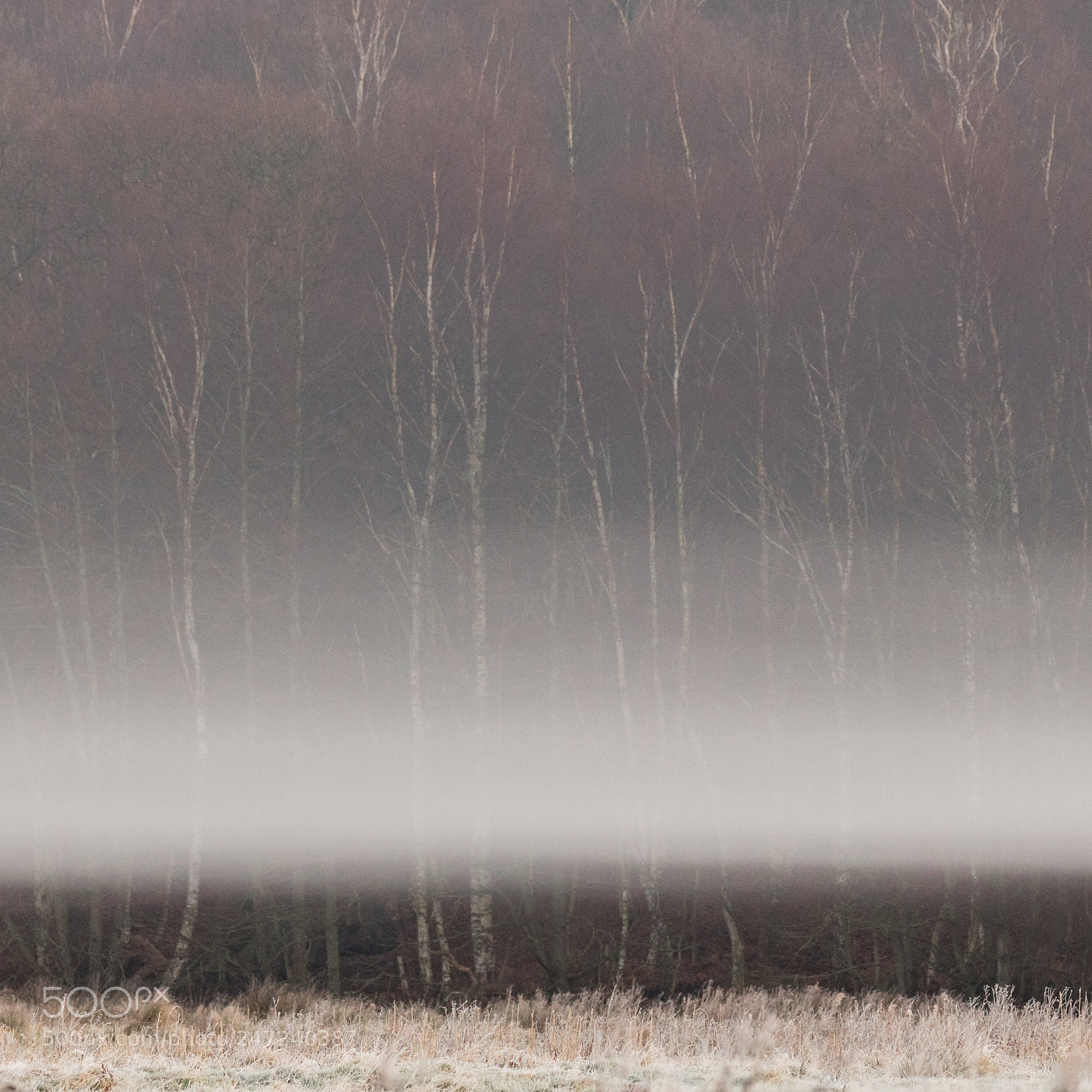 Canon EOS 5DS R sample photo. Herringfleet mist photography