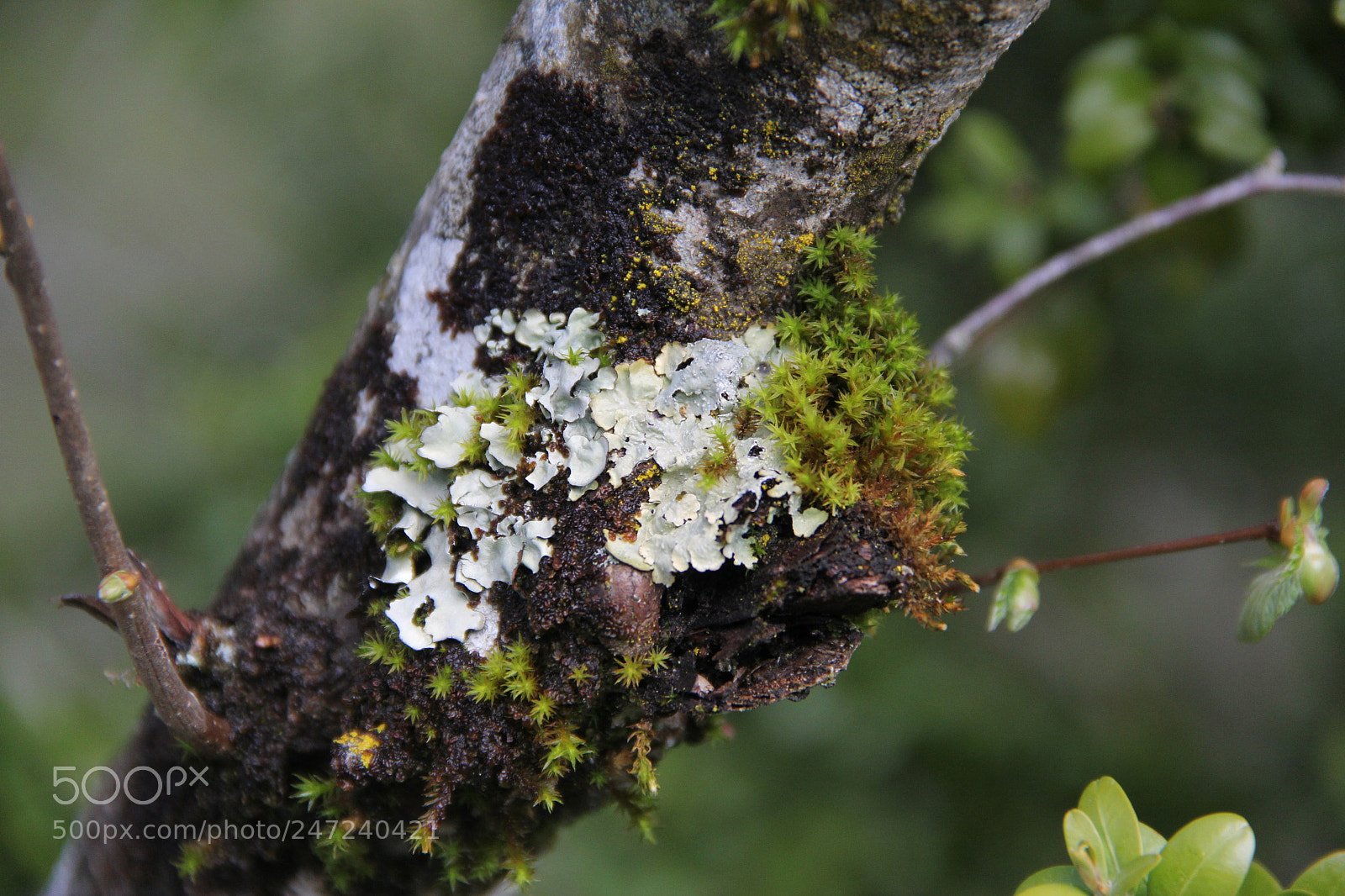 Canon EF-S 18-135mm F3.5-5.6 IS sample photo. Green photography