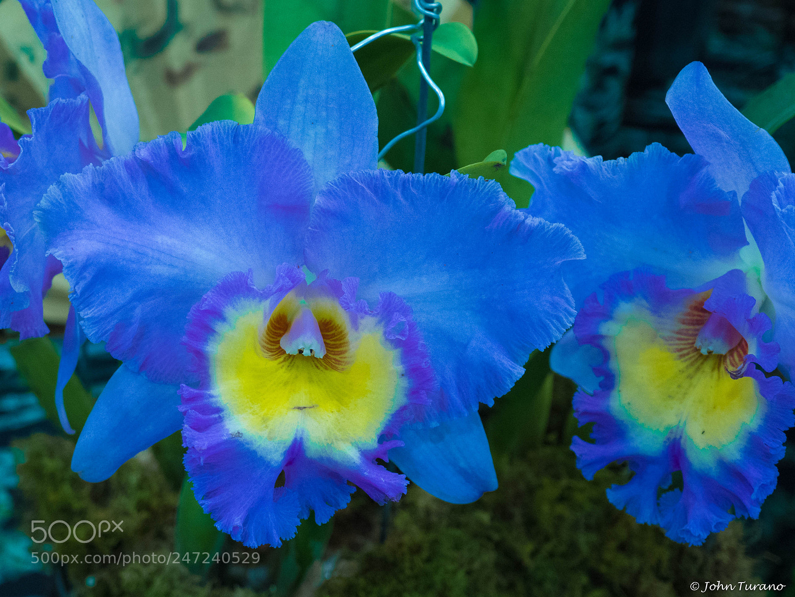 Olympus PEN E-PL7 sample photo. Blue on blue photography