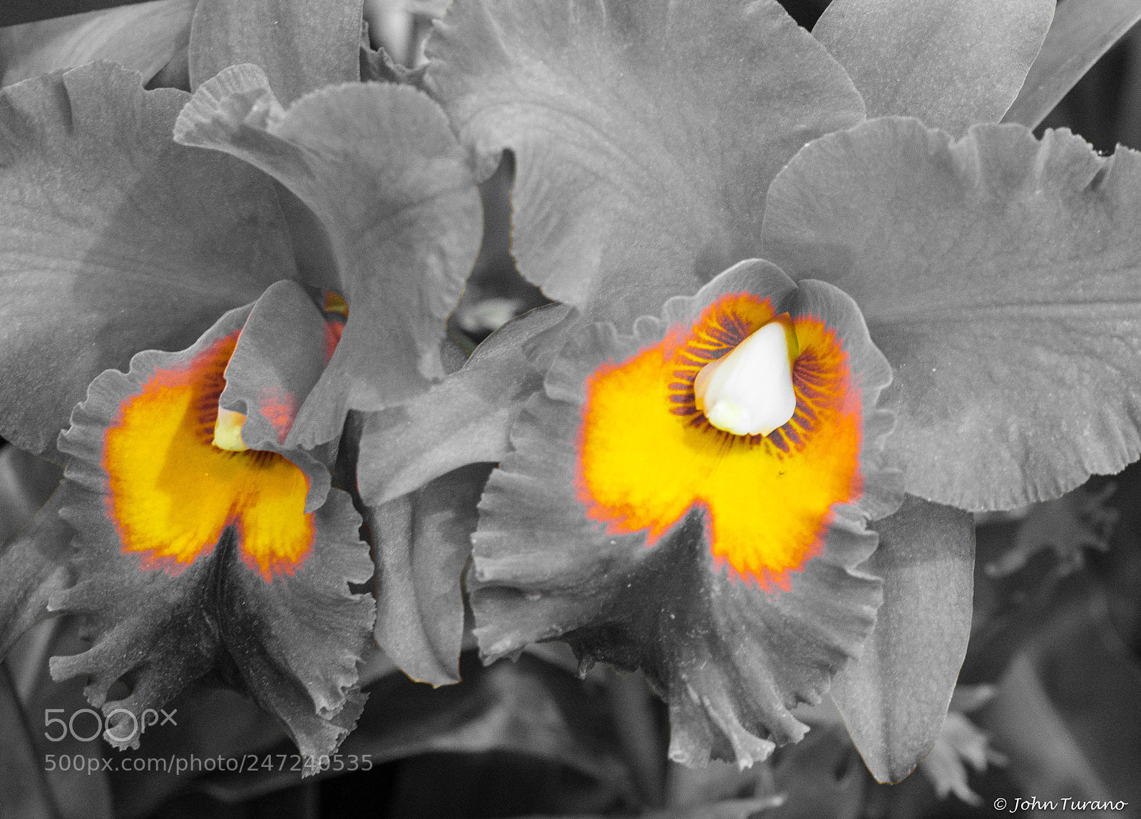 Olympus PEN E-PL7 sample photo. Yellow centers photography