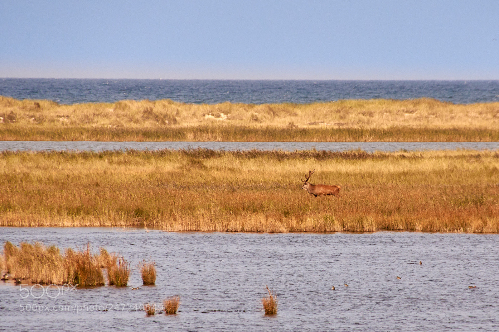 Sony SLT-A65 (SLT-A65V) sample photo. Deer at darsser ort photography