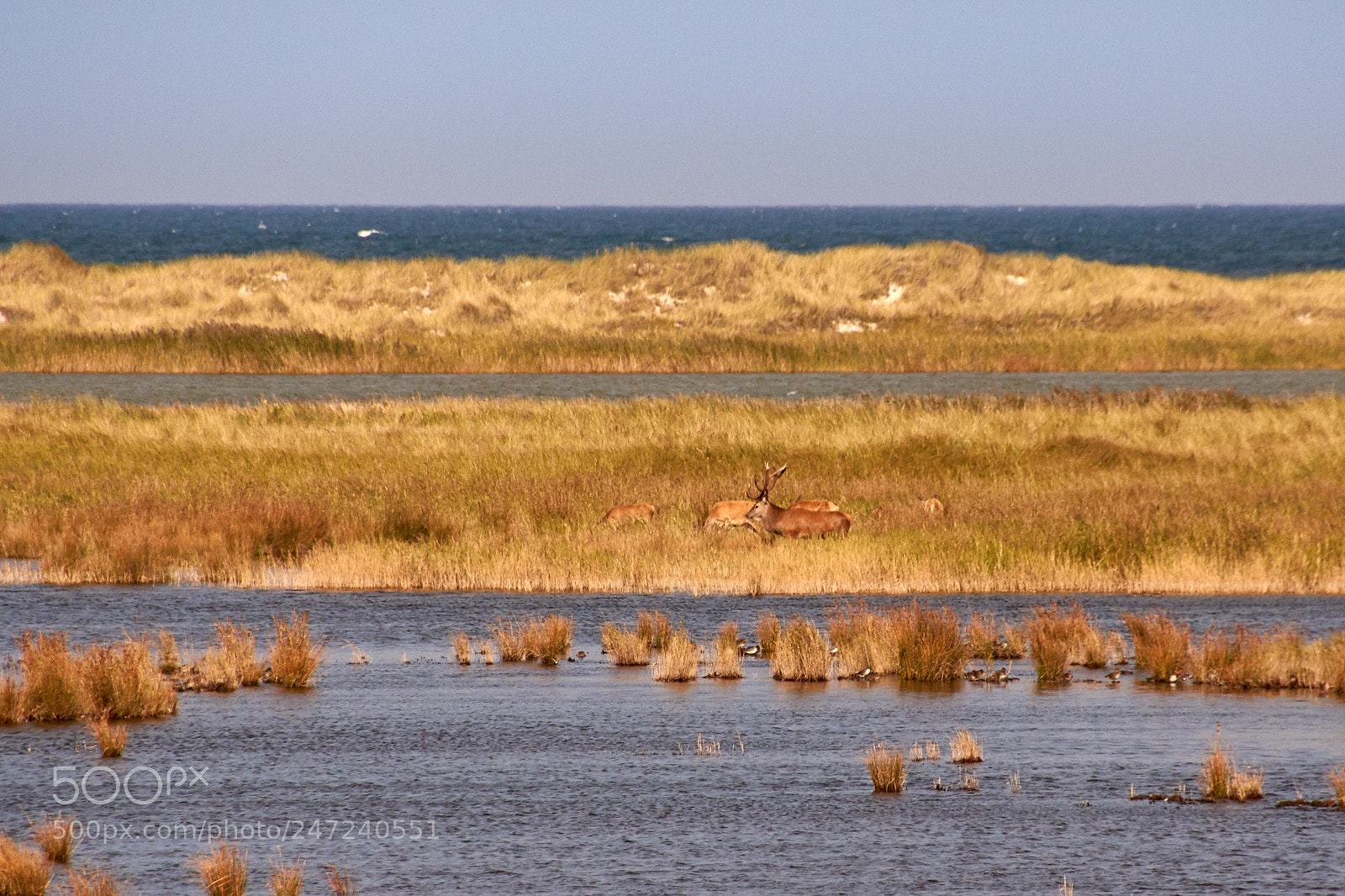 Sony SLT-A65 (SLT-A65V) sample photo. Deer with hinds photography