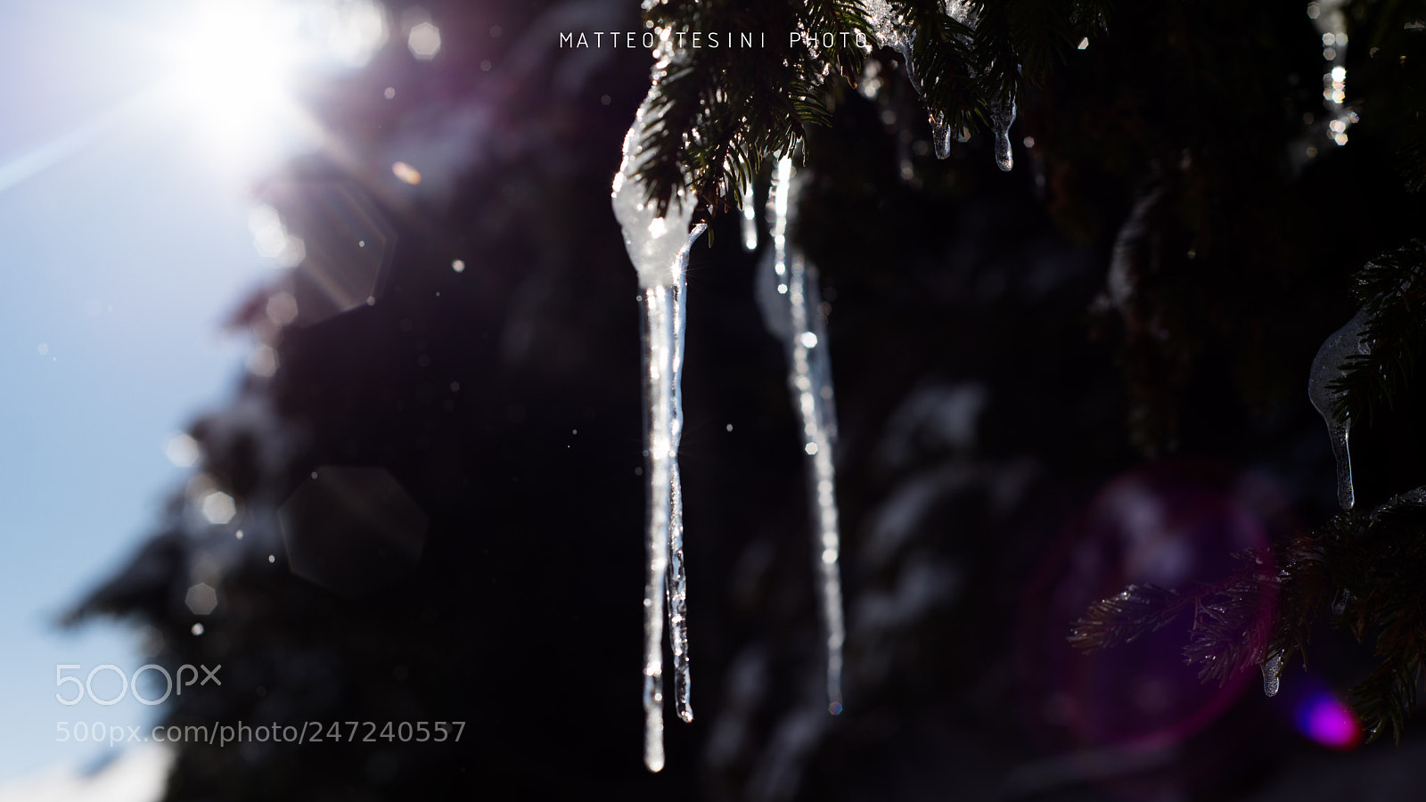 Nikon D610 sample photo. Iced pine pino ghiacciato photography