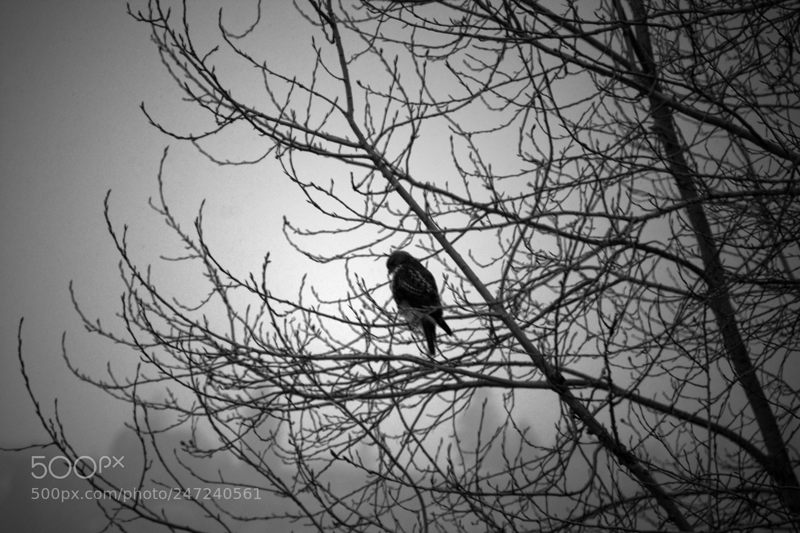 Nikon D7200 sample photo. Barren nature photography