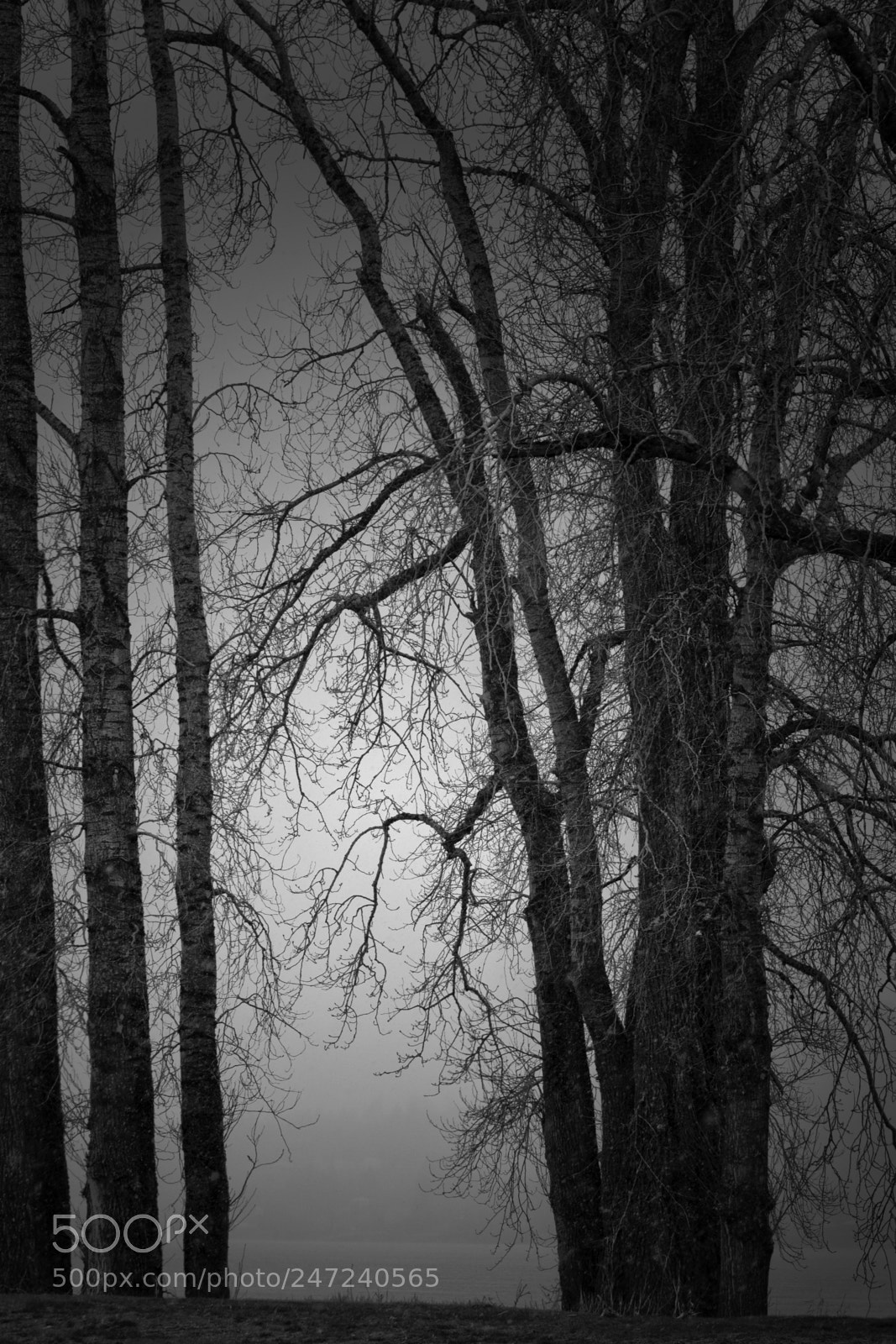 Nikon D7200 sample photo. Barren nature photography