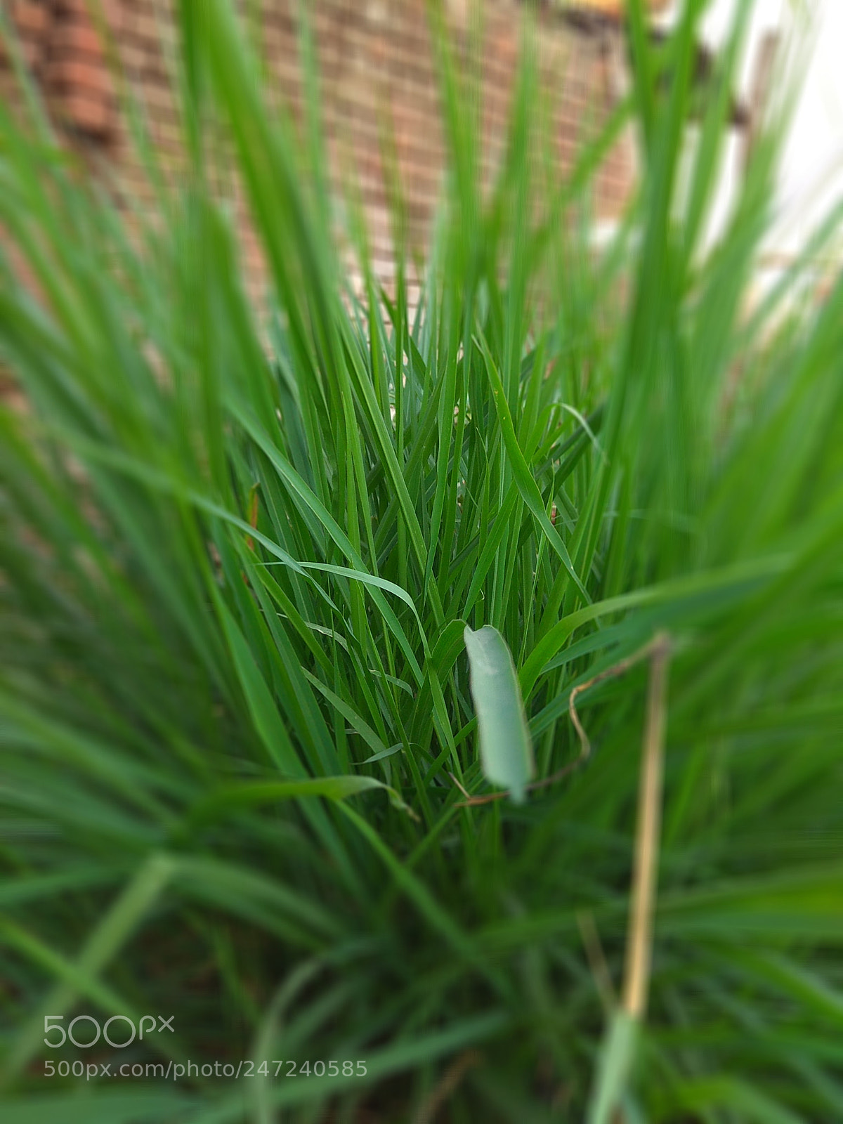 Xiaomi Redmi Note 4 sample photo. Nature photography