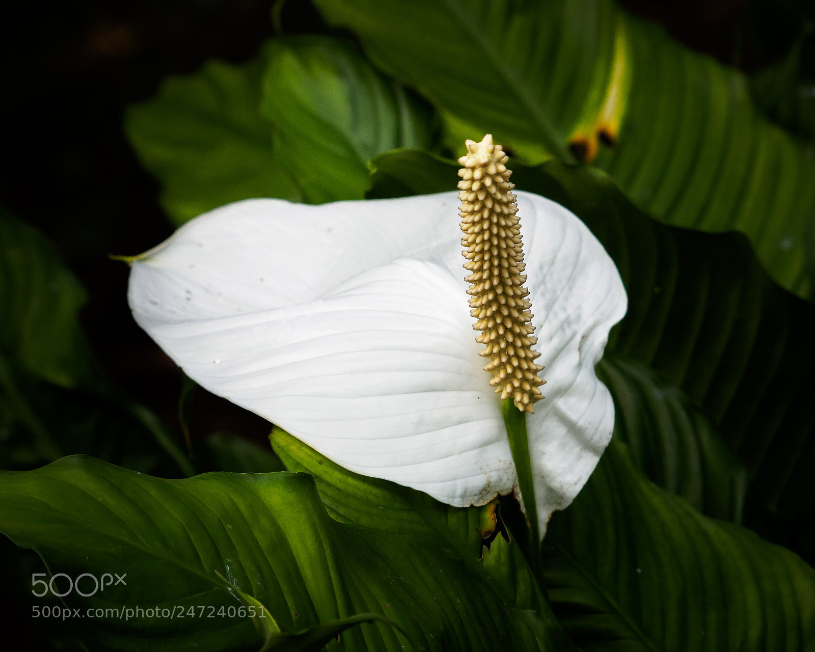 Olympus OM-D E-M1 sample photo. Peace lily - spathiphyllum photography