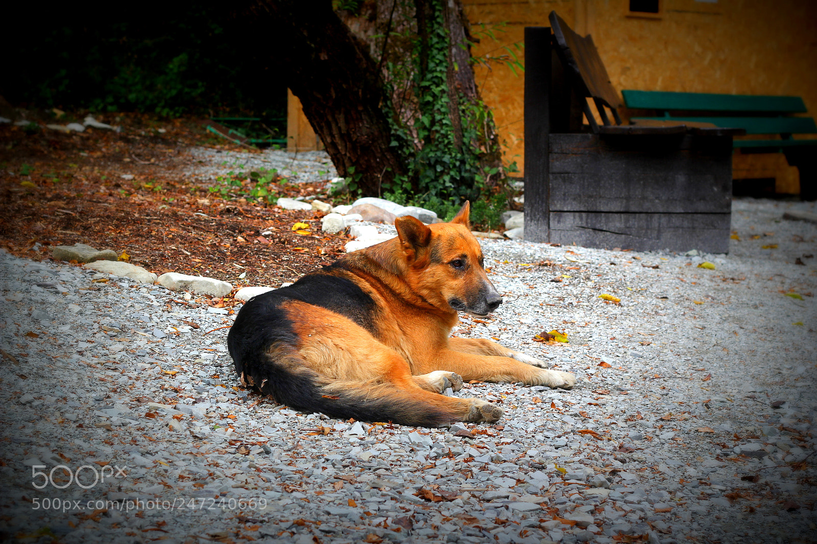 Canon EOS 60D + Canon EF 50mm F1.8 II sample photo. Img photography