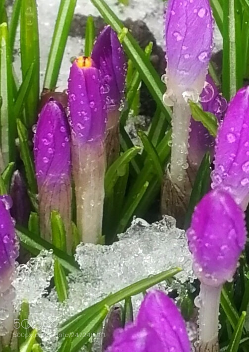 HUAWEI Honor 9 sample photo. Flowers photography