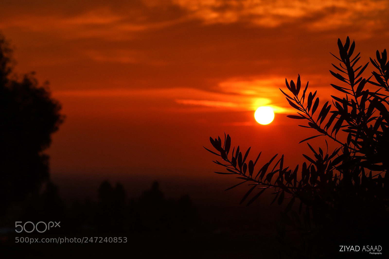 Canon EOS 7D Mark II sample photo. Untitled photography