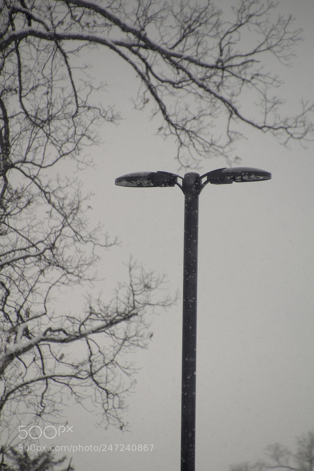 Canon EOS 1200D (EOS Rebel T5 / EOS Kiss X70 / EOS Hi) sample photo. Black branches and lights photography