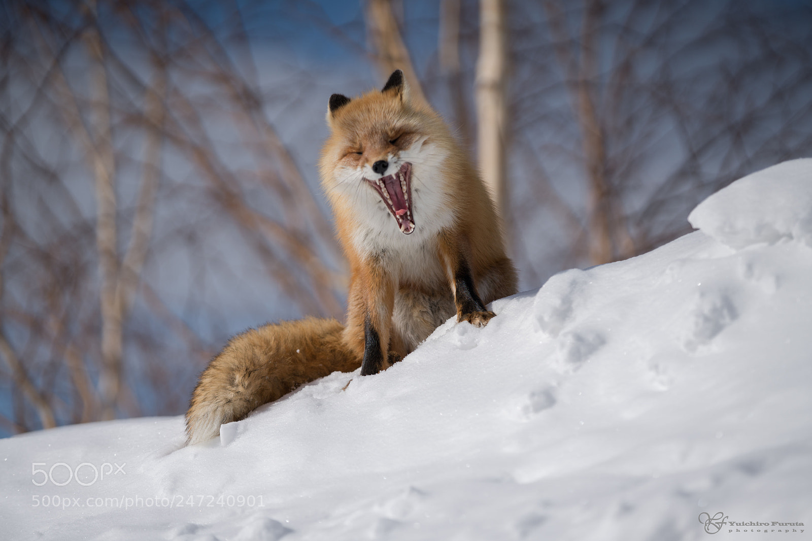 Sony a7R III sample photo. Ezo red fox photography