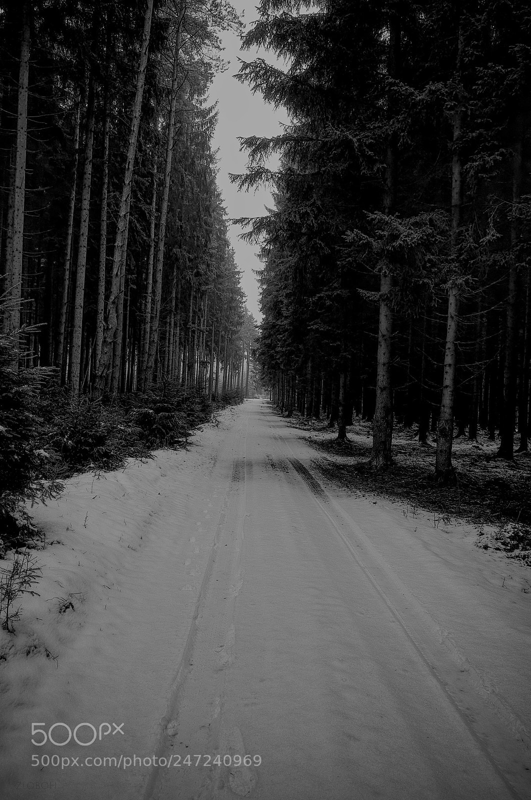 Ricoh GR sample photo. Snowy way photography