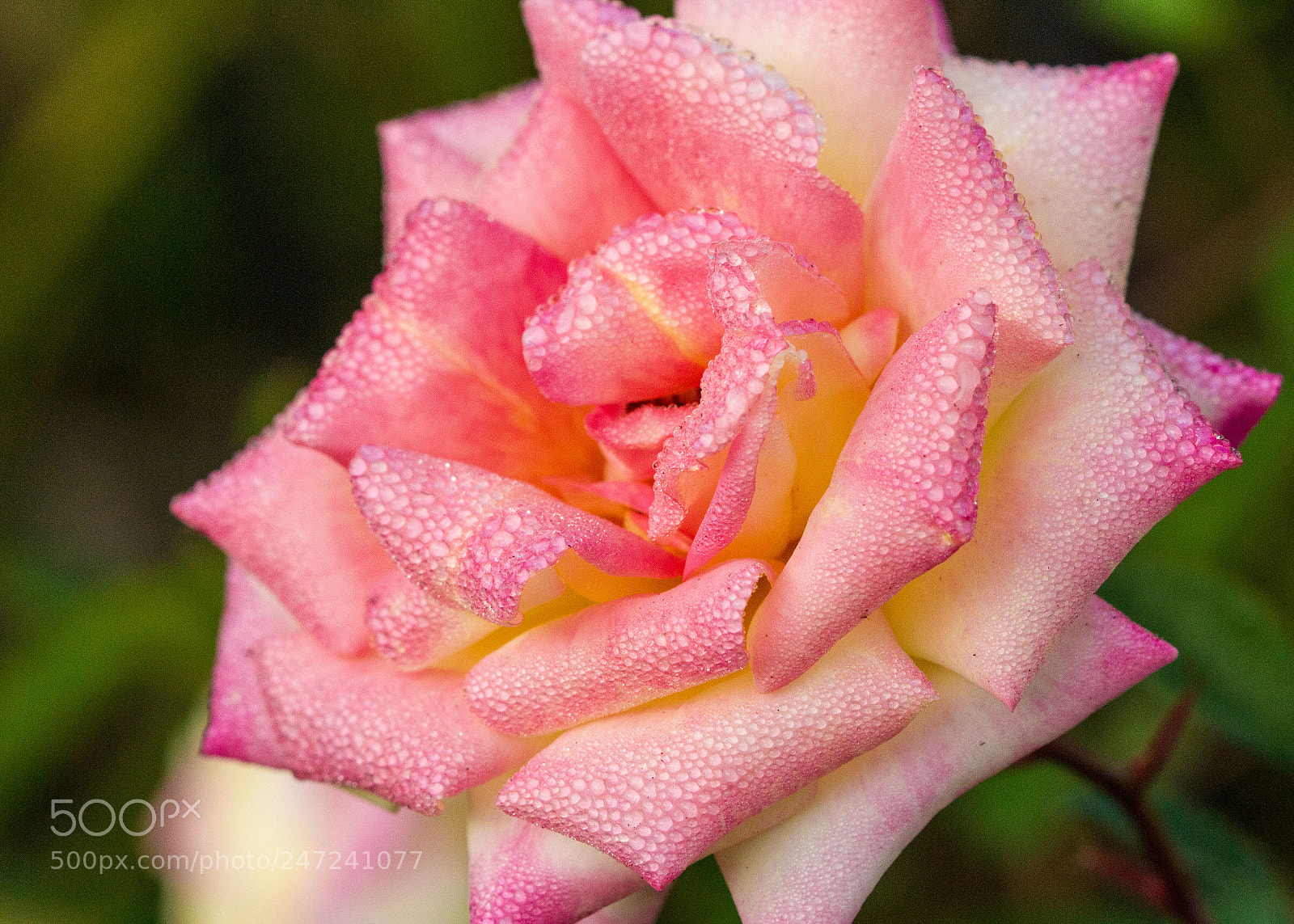 Canon EOS 7D sample photo. Promises photography