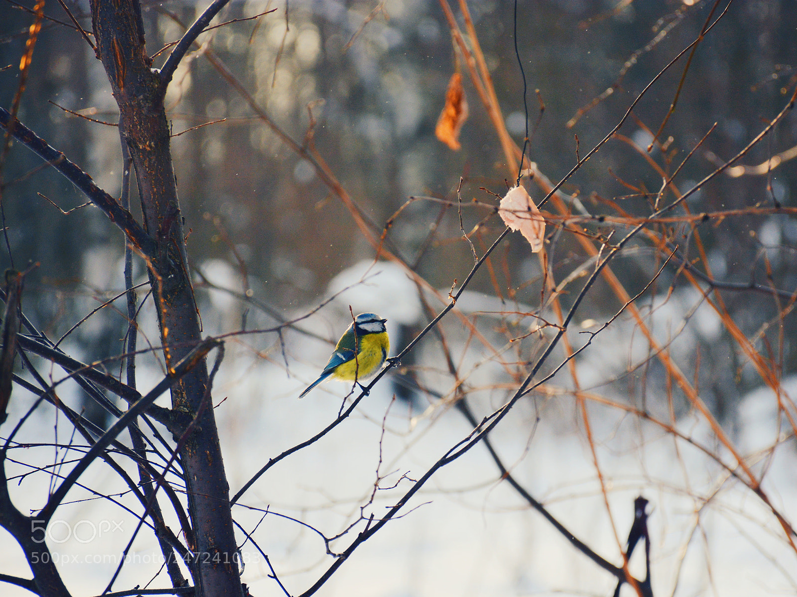 Nikon D7100 sample photo. Синица photography