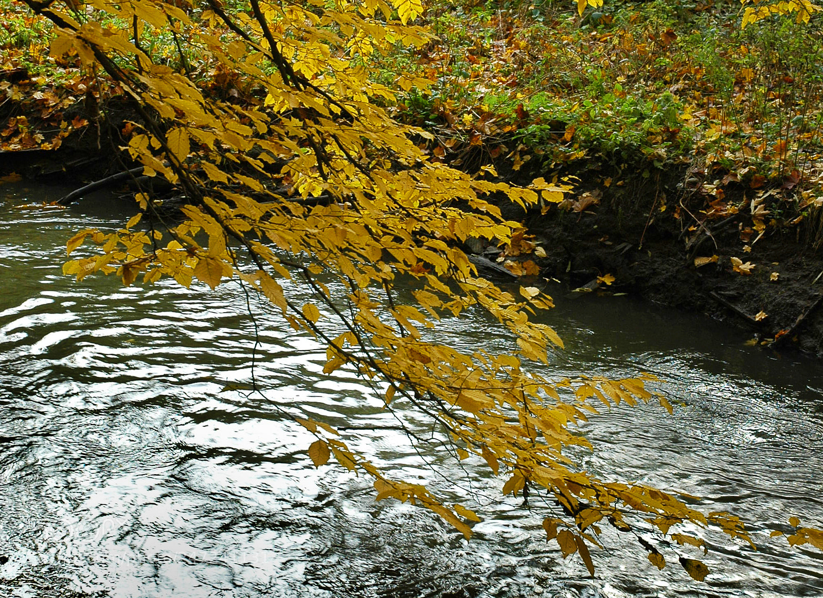 Nikon D70 sample photo. Golden leaves over silver photography