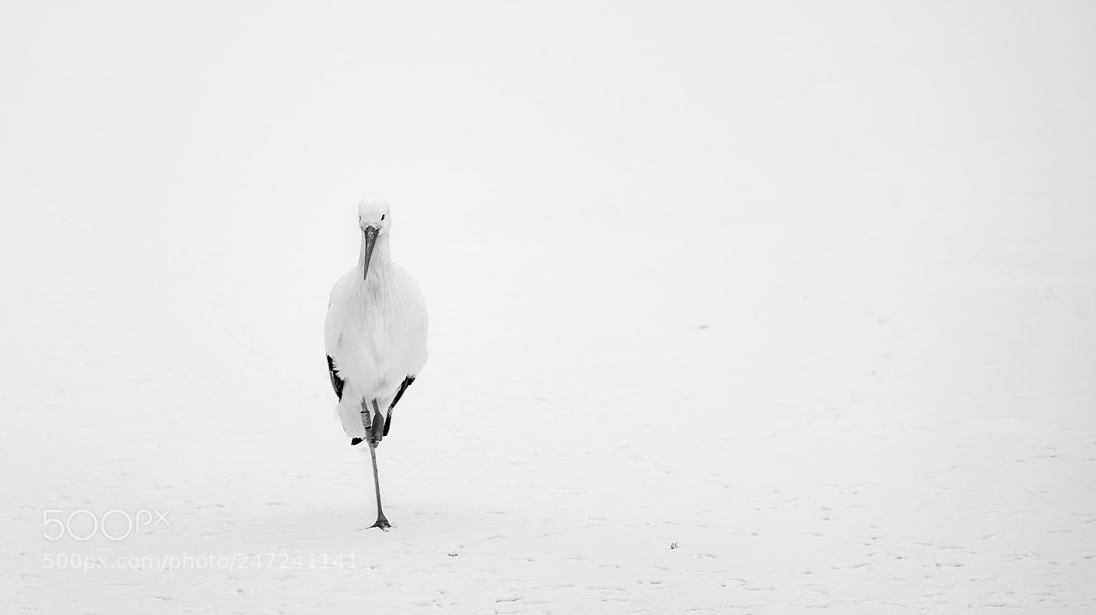 Nikon D600 sample photo. Alone stork photography