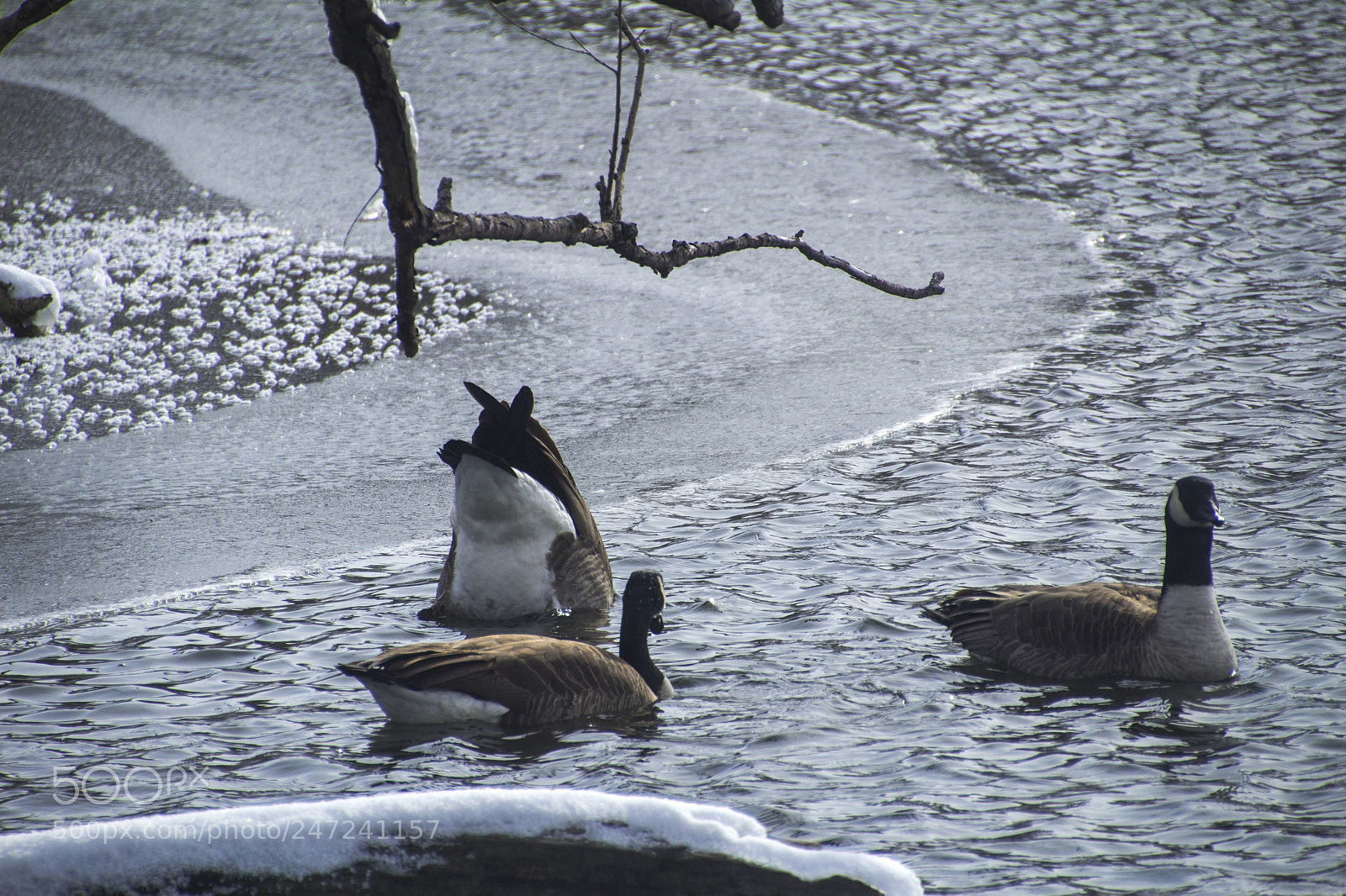 Canon EOS 1200D (EOS Rebel T5 / EOS Kiss X70 / EOS Hi) sample photo. Ice wood and canada photography