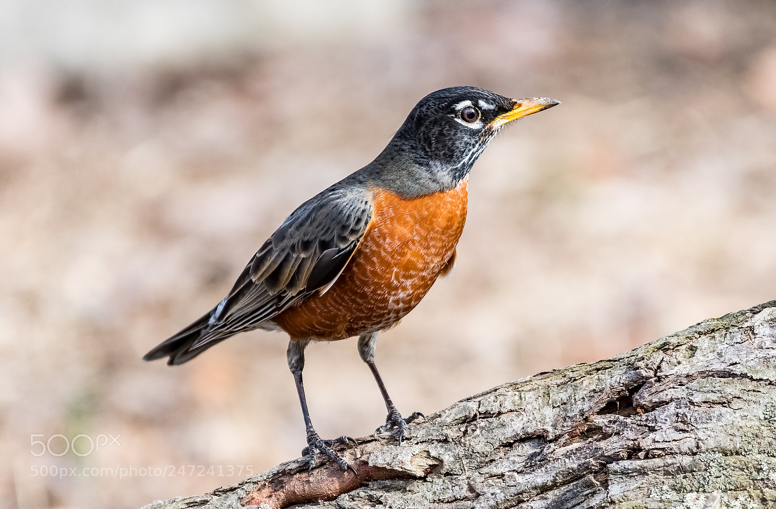 Nikon D500 sample photo. American robin photography