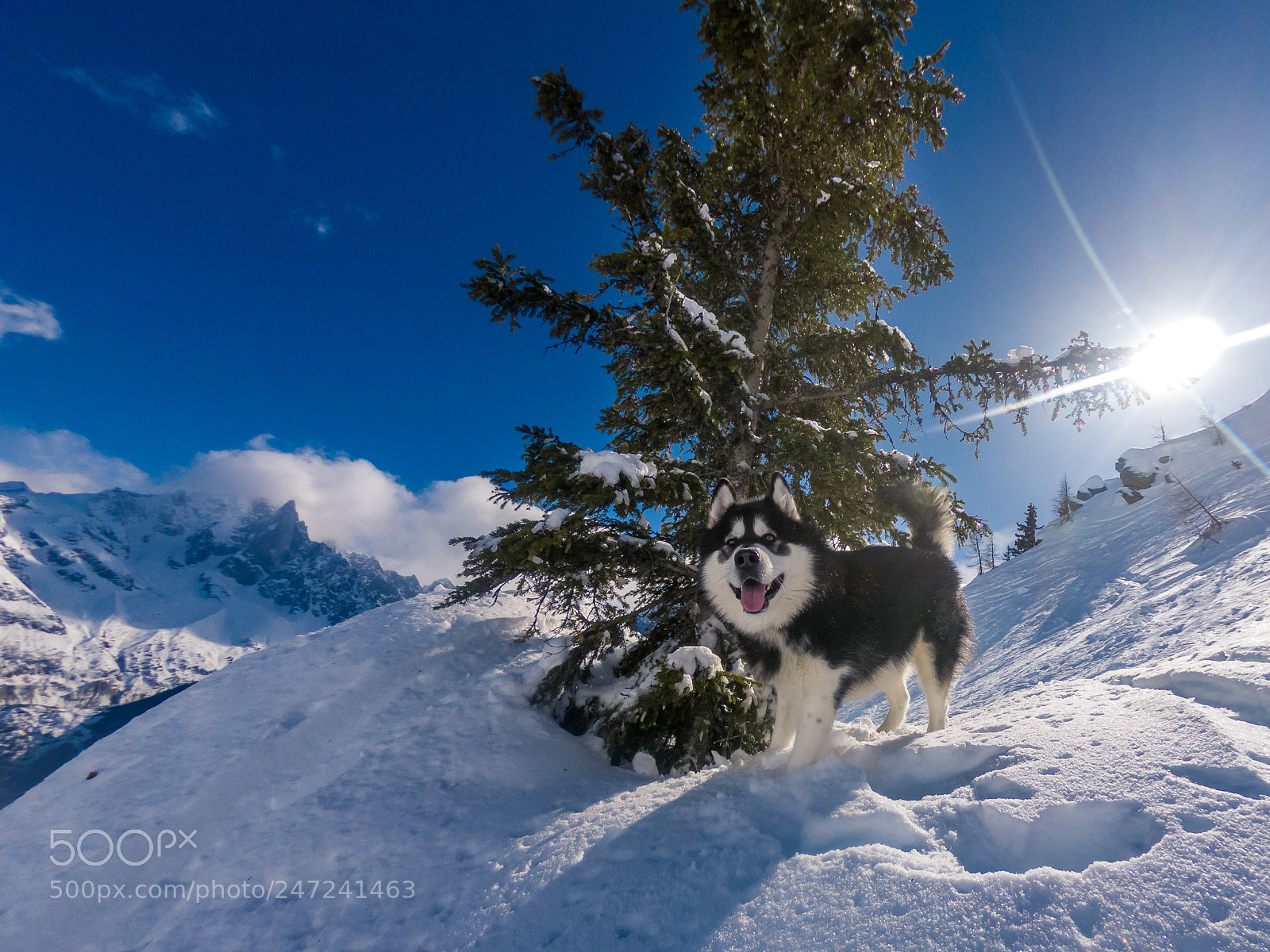 GoPro Hero6 Black sample photo. Denzel the malamute photography