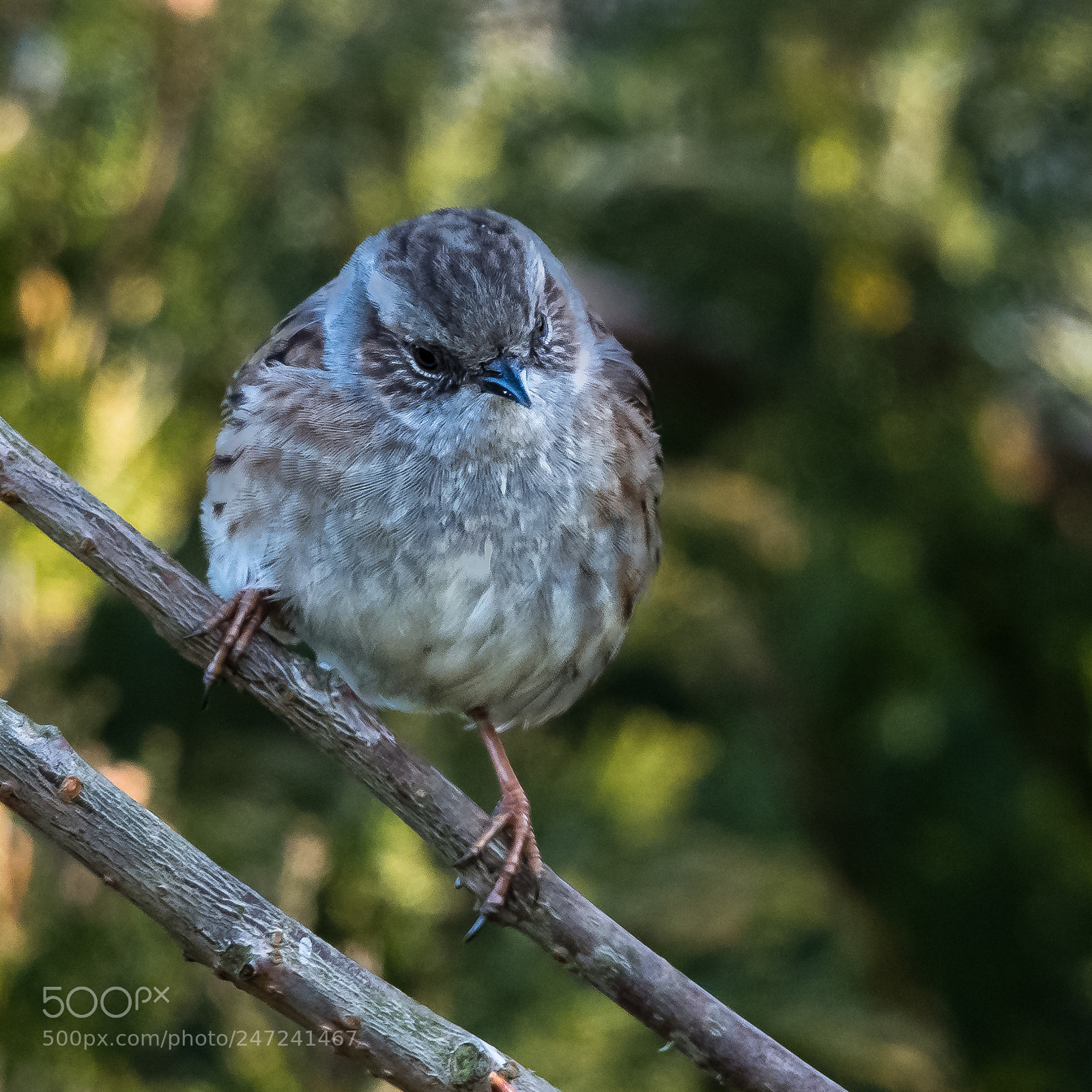 Nikon D850 sample photo. A ball of feathers photography
