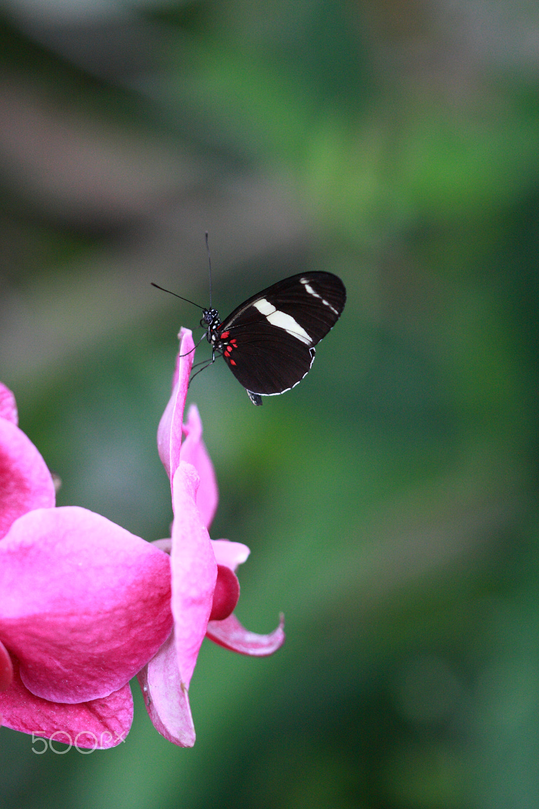 Canon EF 100mm F2.8 Macro USM sample photo. Butterfly photography