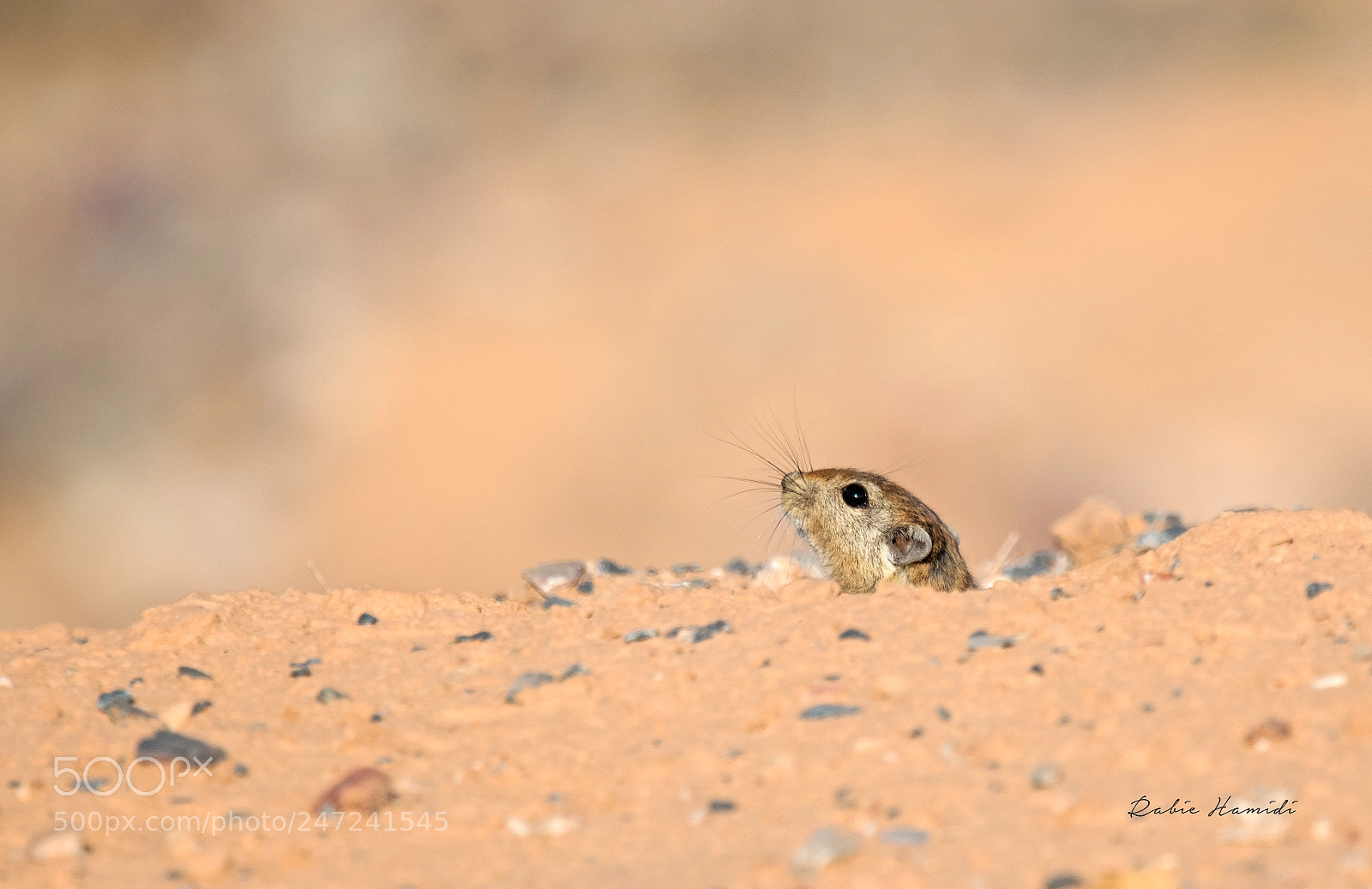 Nikon D500 sample photo. Rat de sable photography