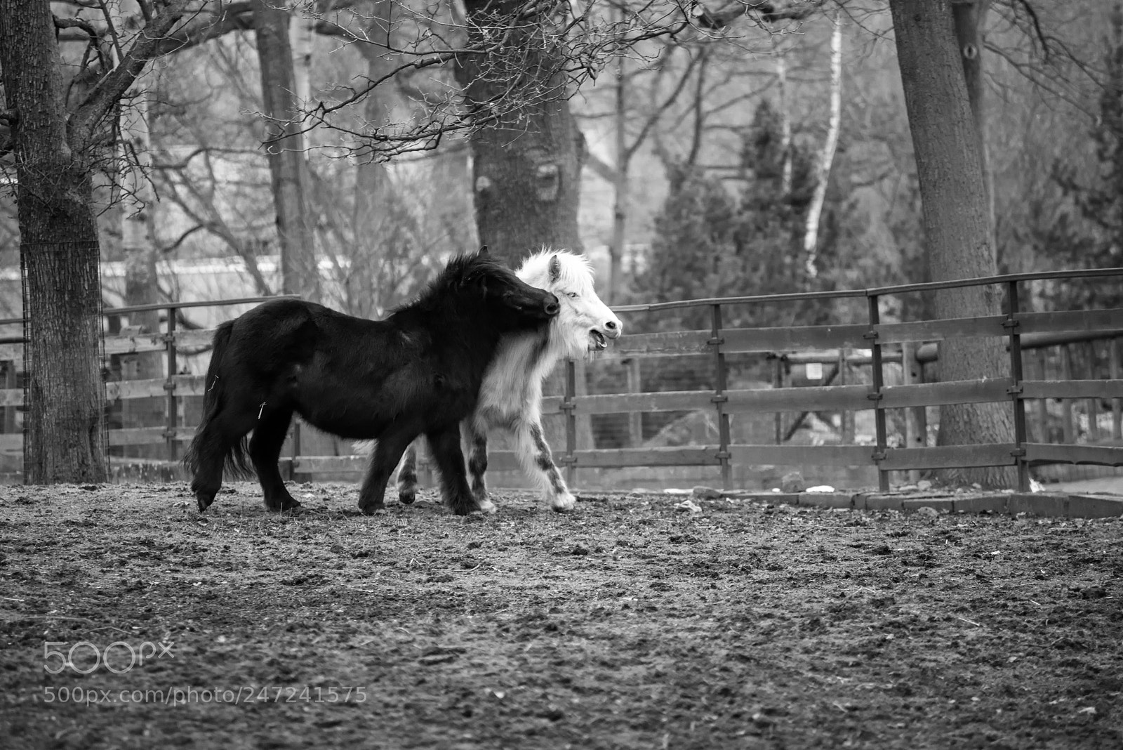 Nikon D600 sample photo. B&w love photography