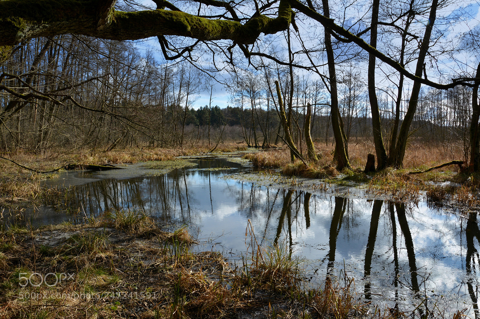 Nikon D7100 sample photo. Waiting for spring photography