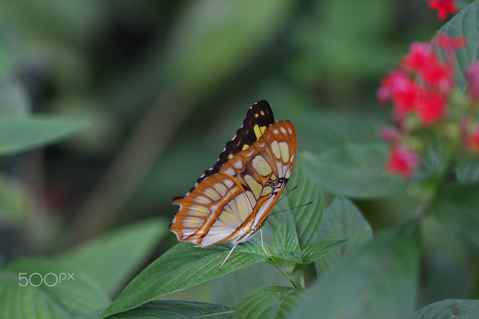 Canon EF 100mm F2.8 Macro USM sample photo. Butterfly photography