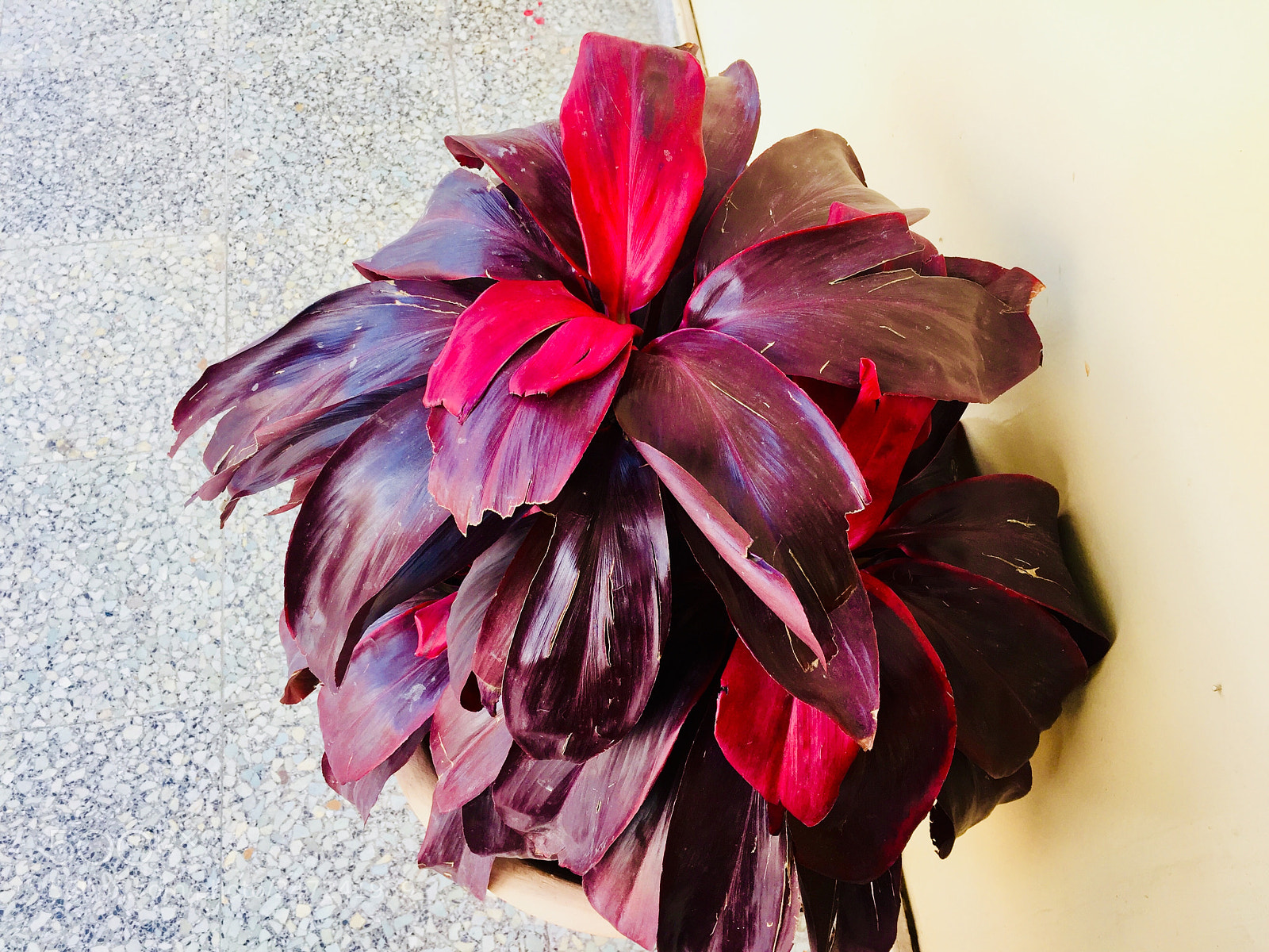 Apple iPhone 6 sample photo. Untitled photography