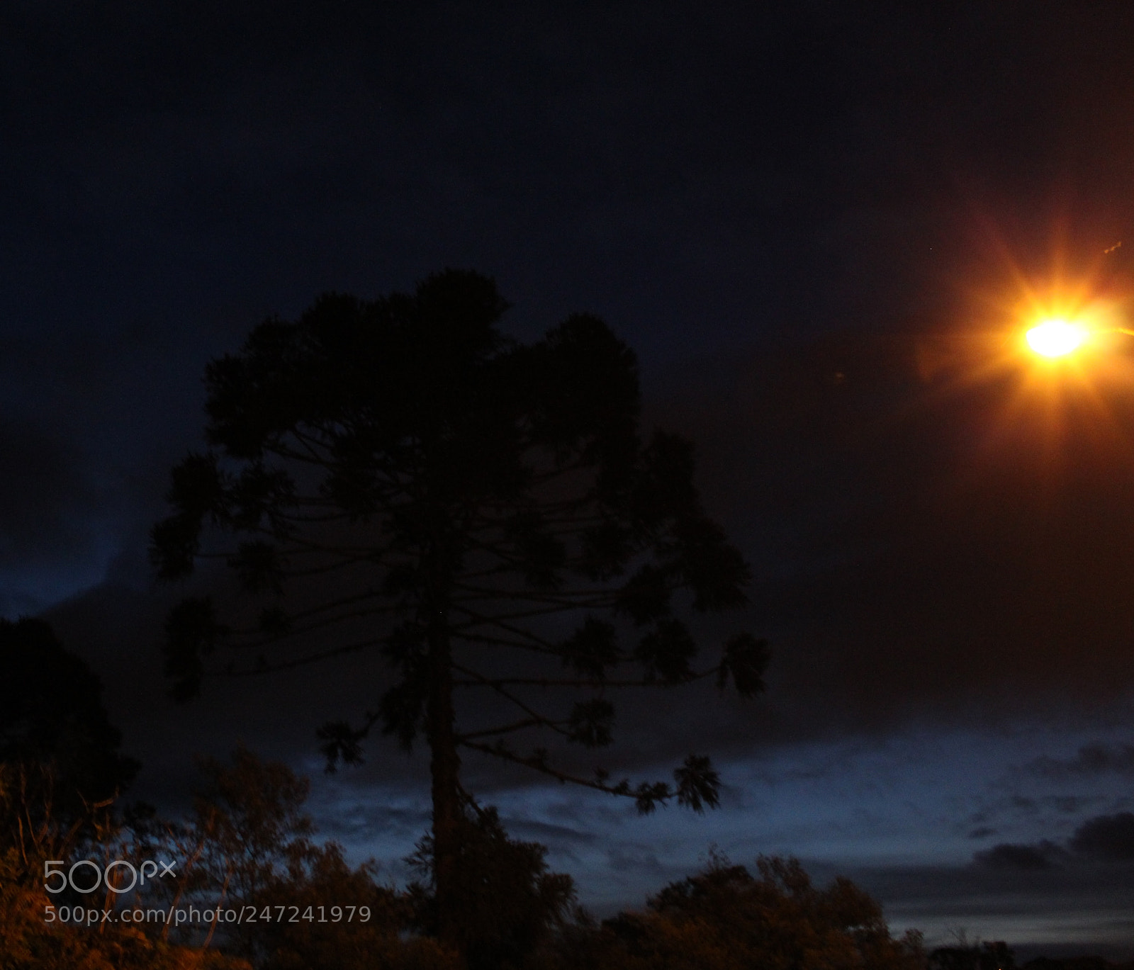 Canon EOS 1200D (EOS Rebel T5 / EOS Kiss X70 / EOS Hi) sample photo. Pine photography