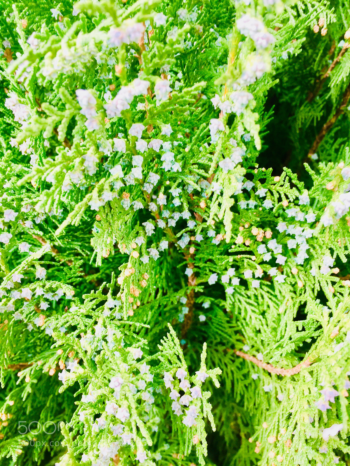 Apple iPhone 6 sample photo. Untitled photography